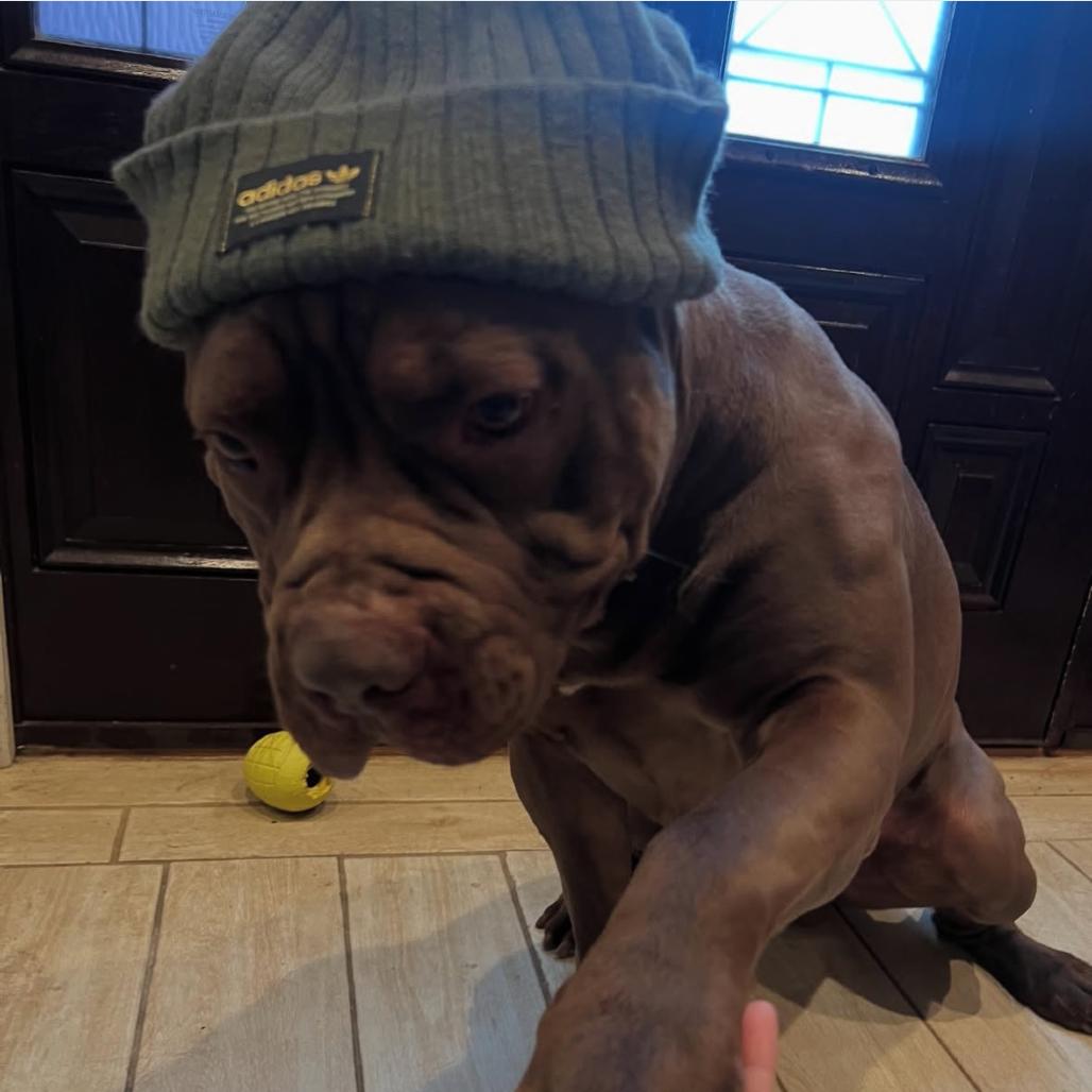 Rocco, a Adoptable Pit Bull Terrier in Easton, PA image 6/6