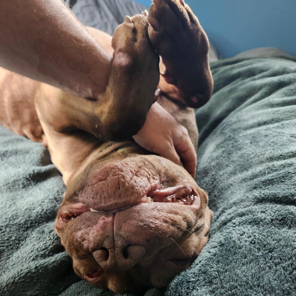 Enlarge Rocco, a Adoptable Pit Bull Terrier in Easton, PA image 5/5