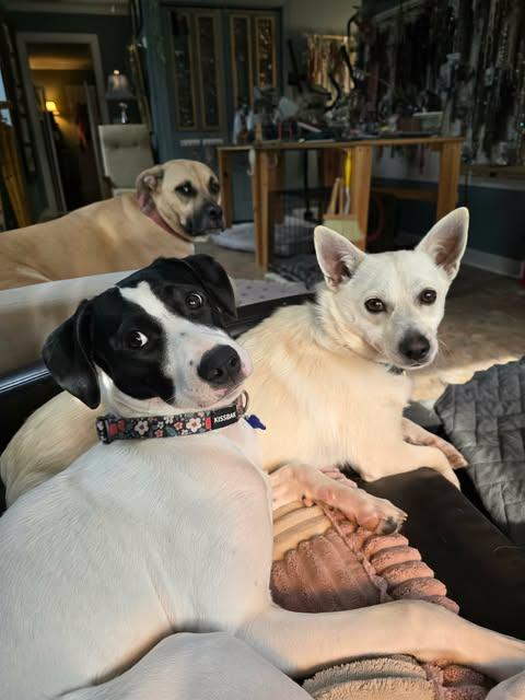 Enlarge Tank, an adopted mixed breed in Charlotte, NC image 6/6