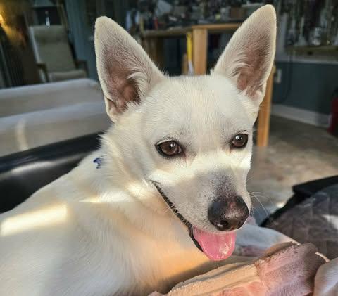 Enlarge Tank, an adopted mixed breed in Charlotte, NC image 2/6