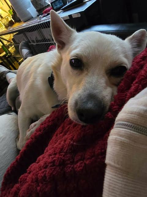 Enlarge Tank, an adopted mixed breed in Charlotte, NC image 5/6