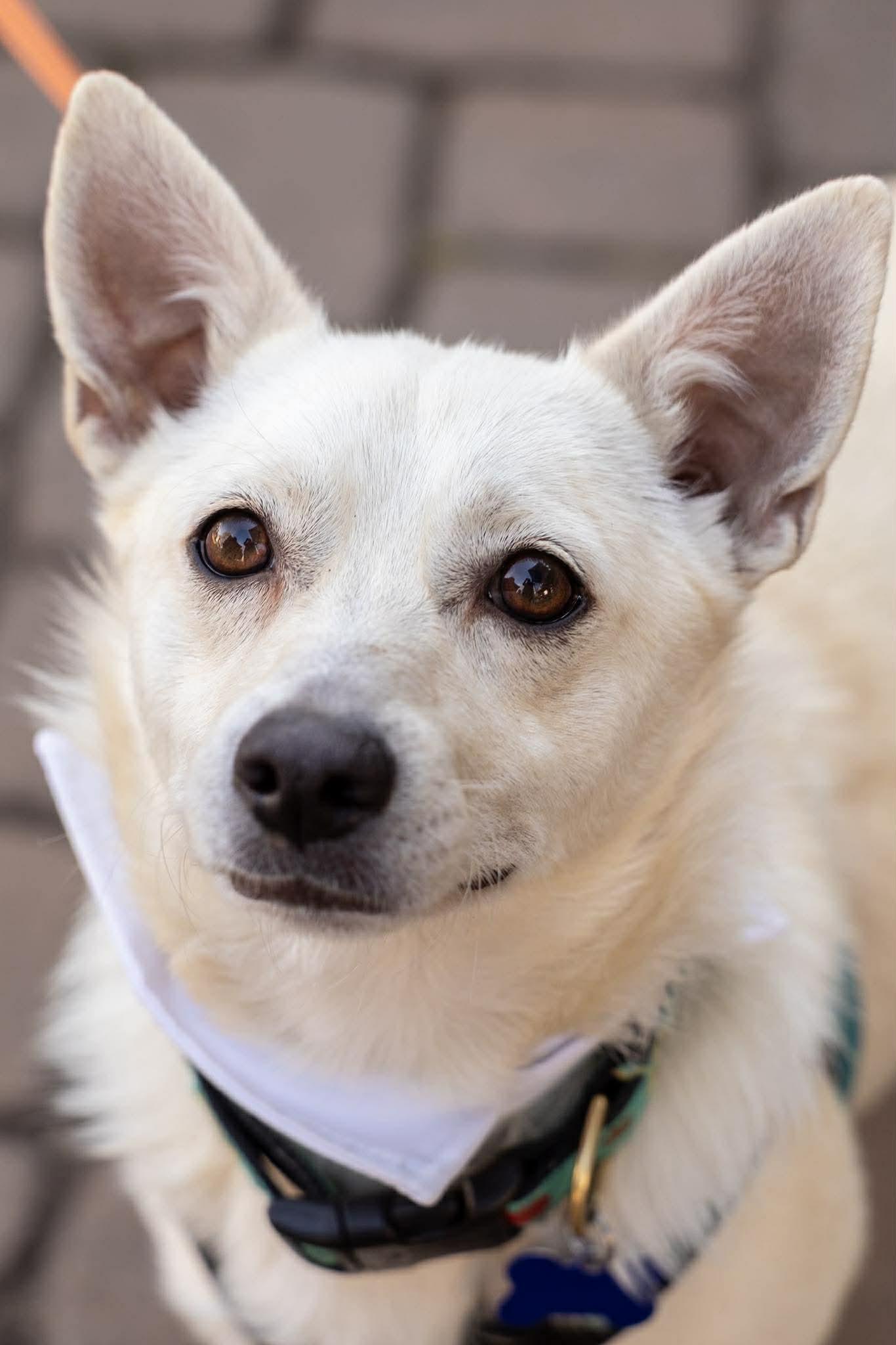 Tank, adopted, Young Male Terrier.