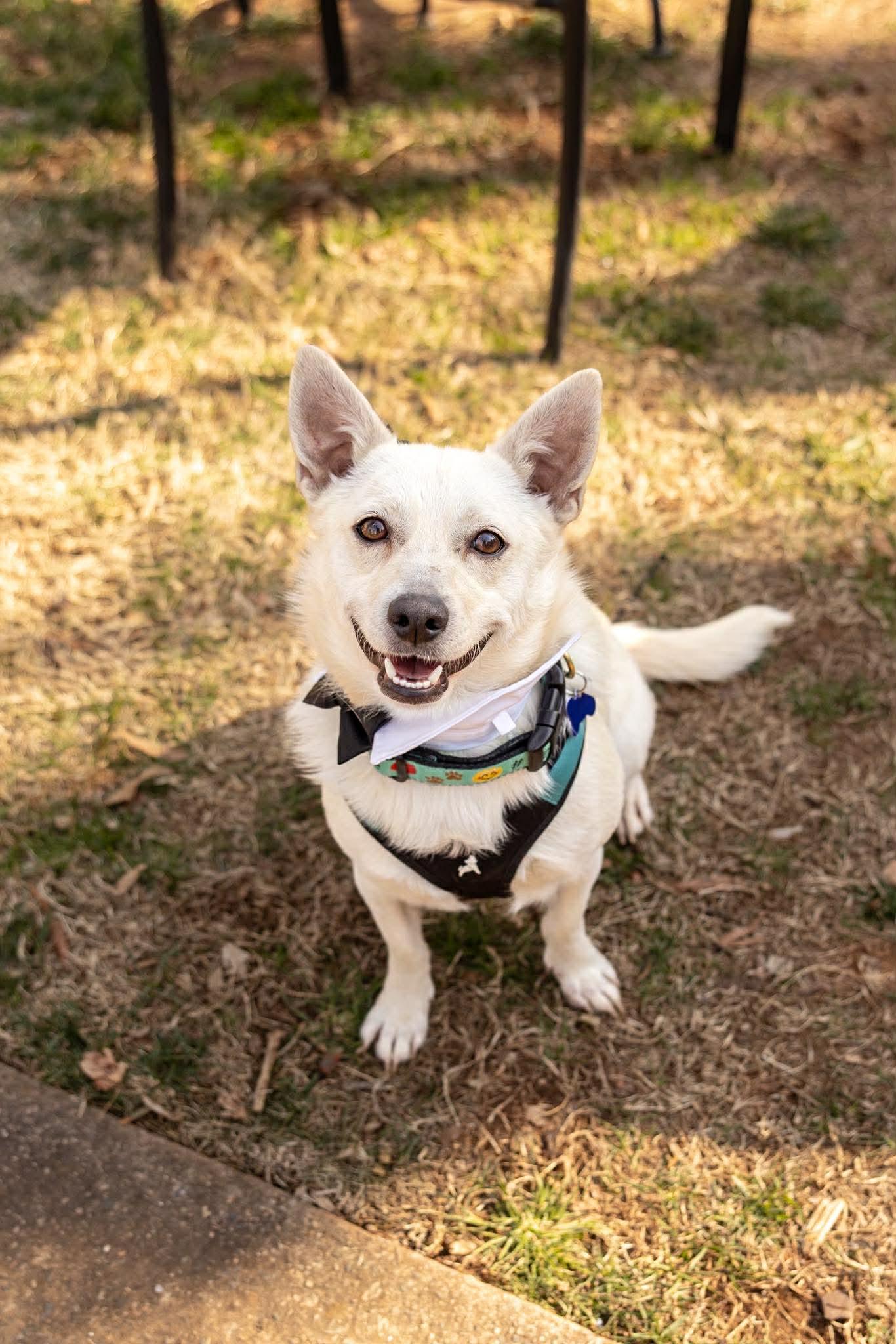 Enlarge Tank, an adopted mixed breed in Charlotte, NC image 3/6