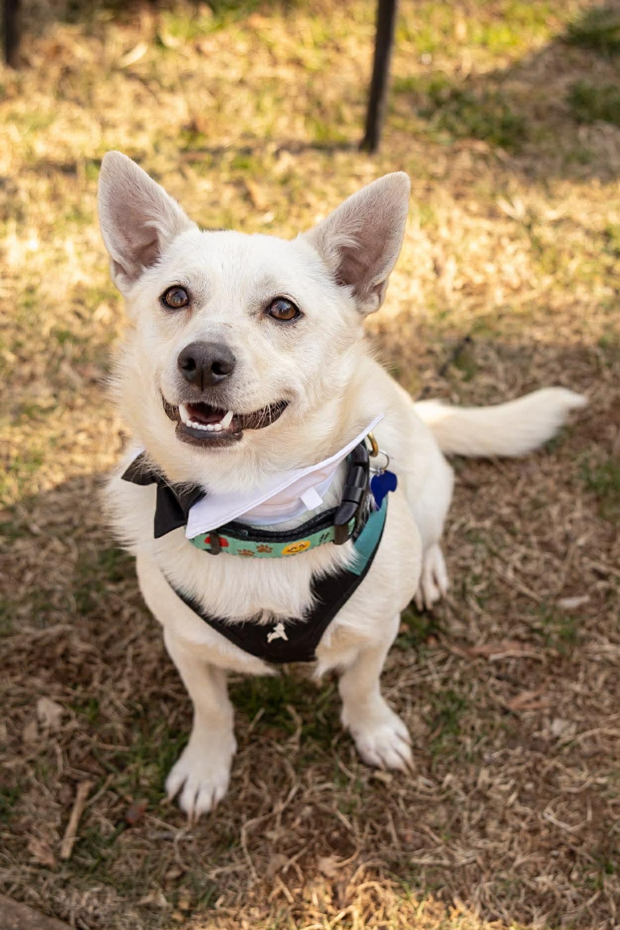 Enlarge Tank, an adopted mixed breed in Charlotte, NC image 4/6