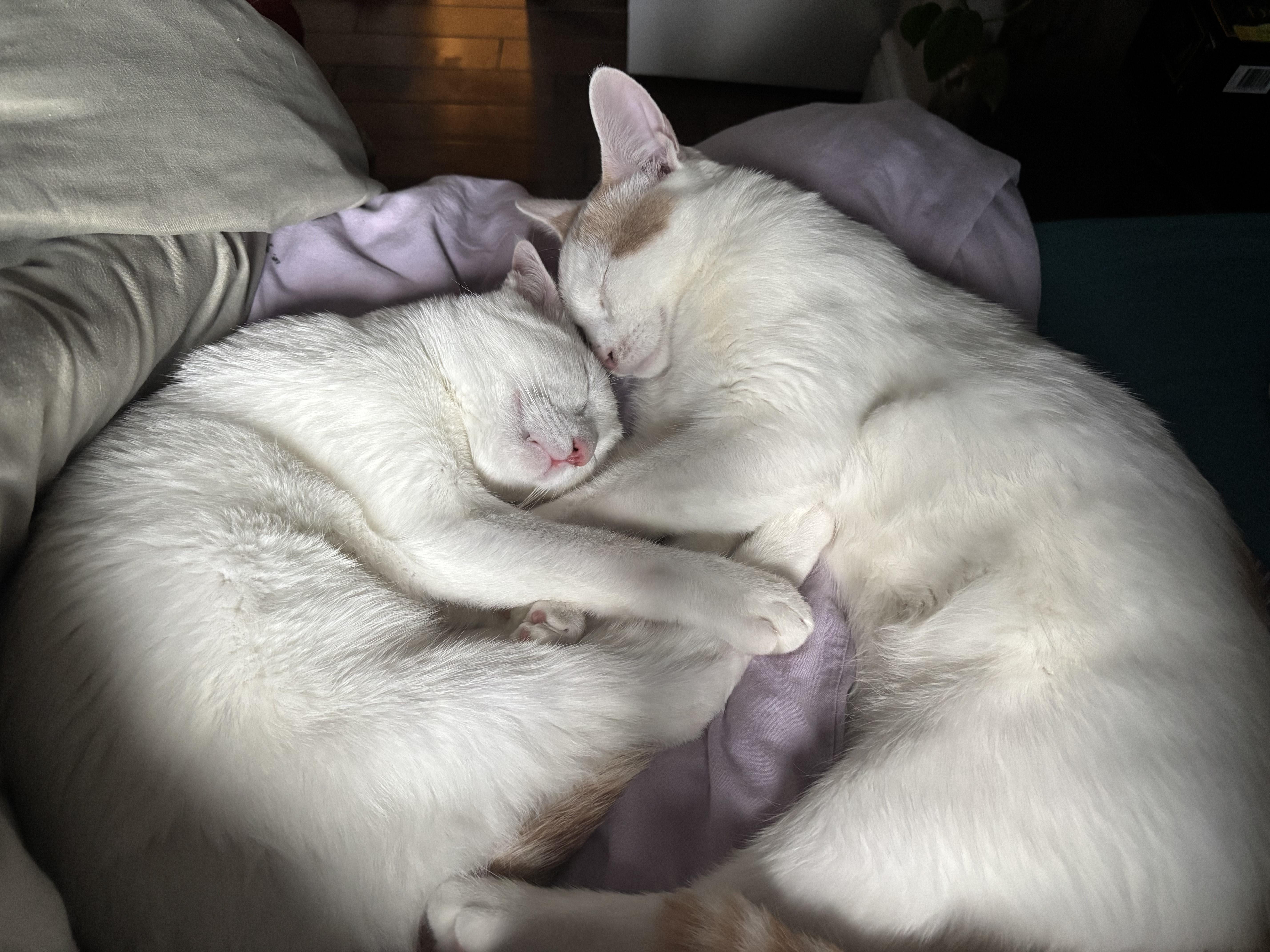 Enlarge Rouko, a Adoptable Domestic Short Hair in Anjou, QC image 1/3