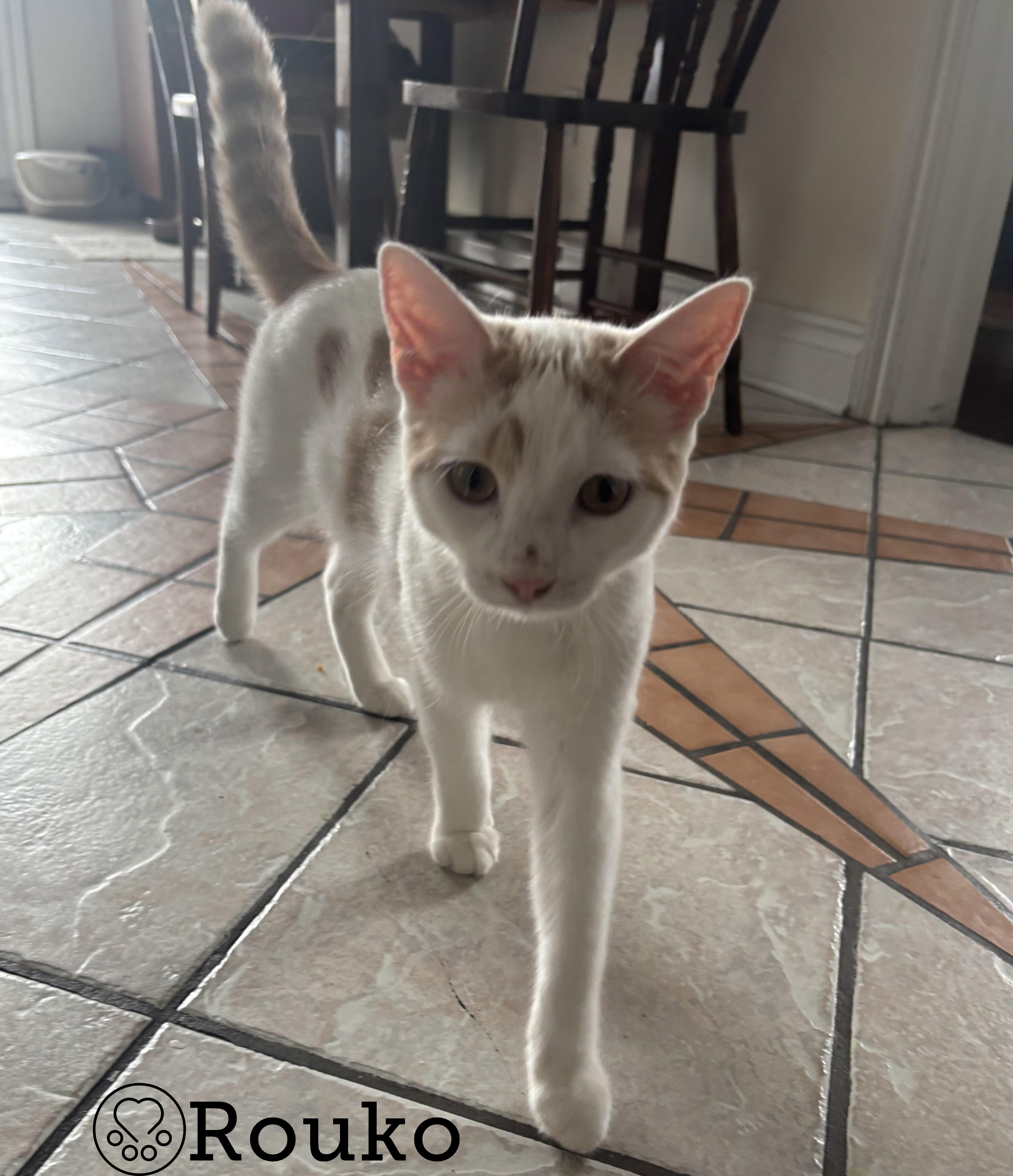 Enlarge Rouko, a Adoptable Domestic Short Hair in Anjou, QC image 2/3