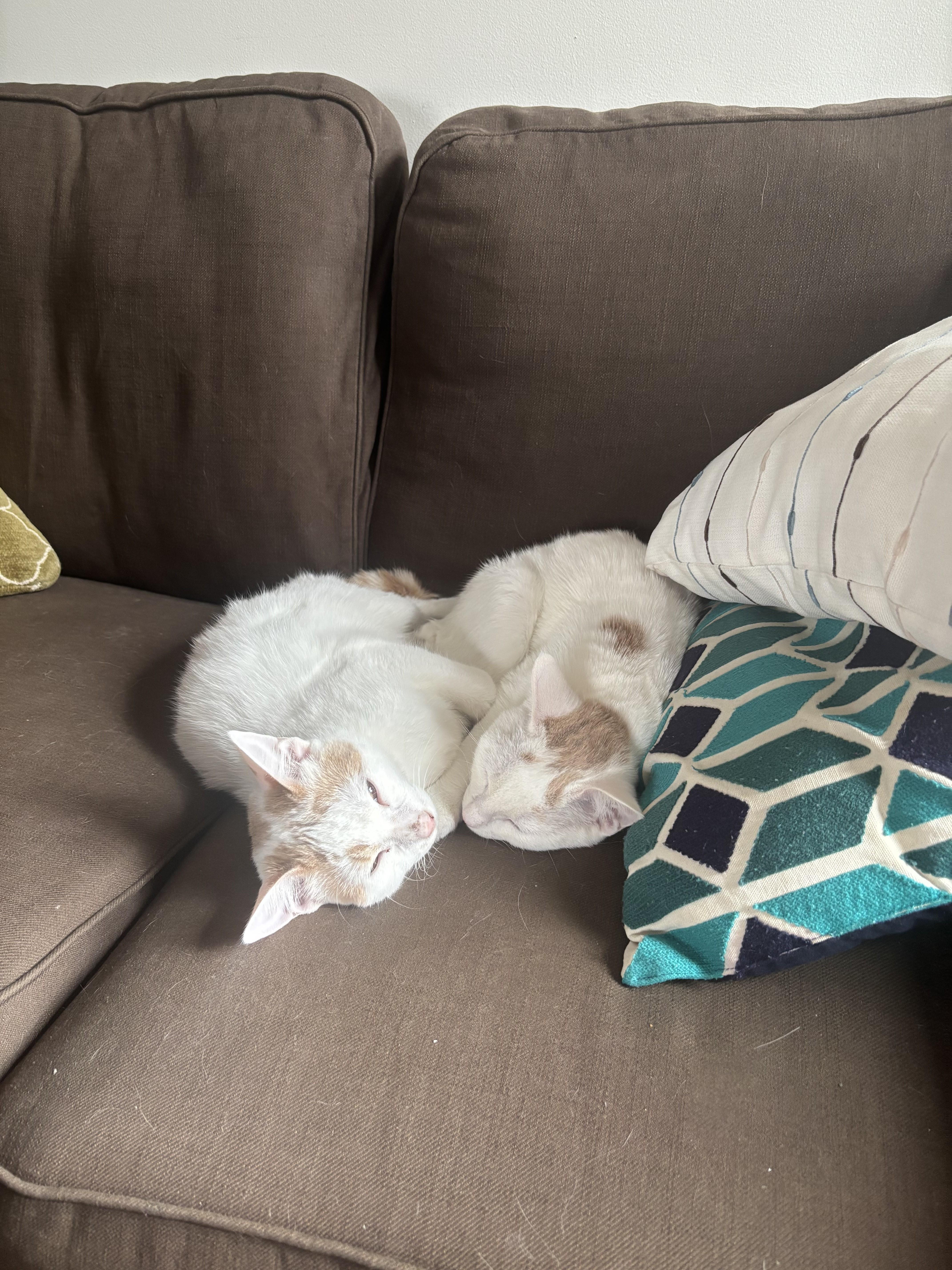 Enlarge Rouko, a Adoptable Domestic Short Hair in Anjou, QC image 3/3