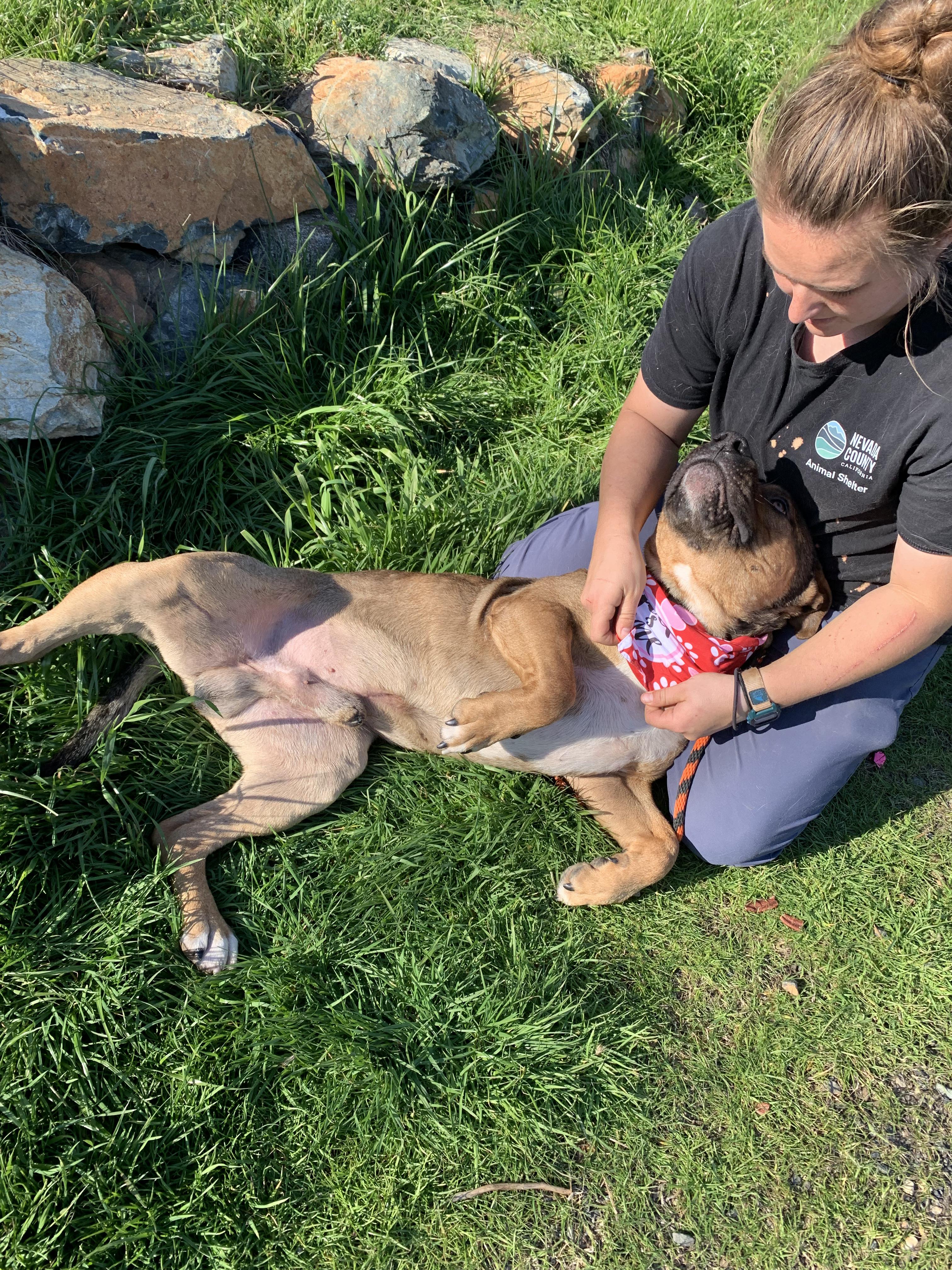 Enlarge Thor, a ADOPTABLE mixed breed in Grass Valley, CA image 3/5