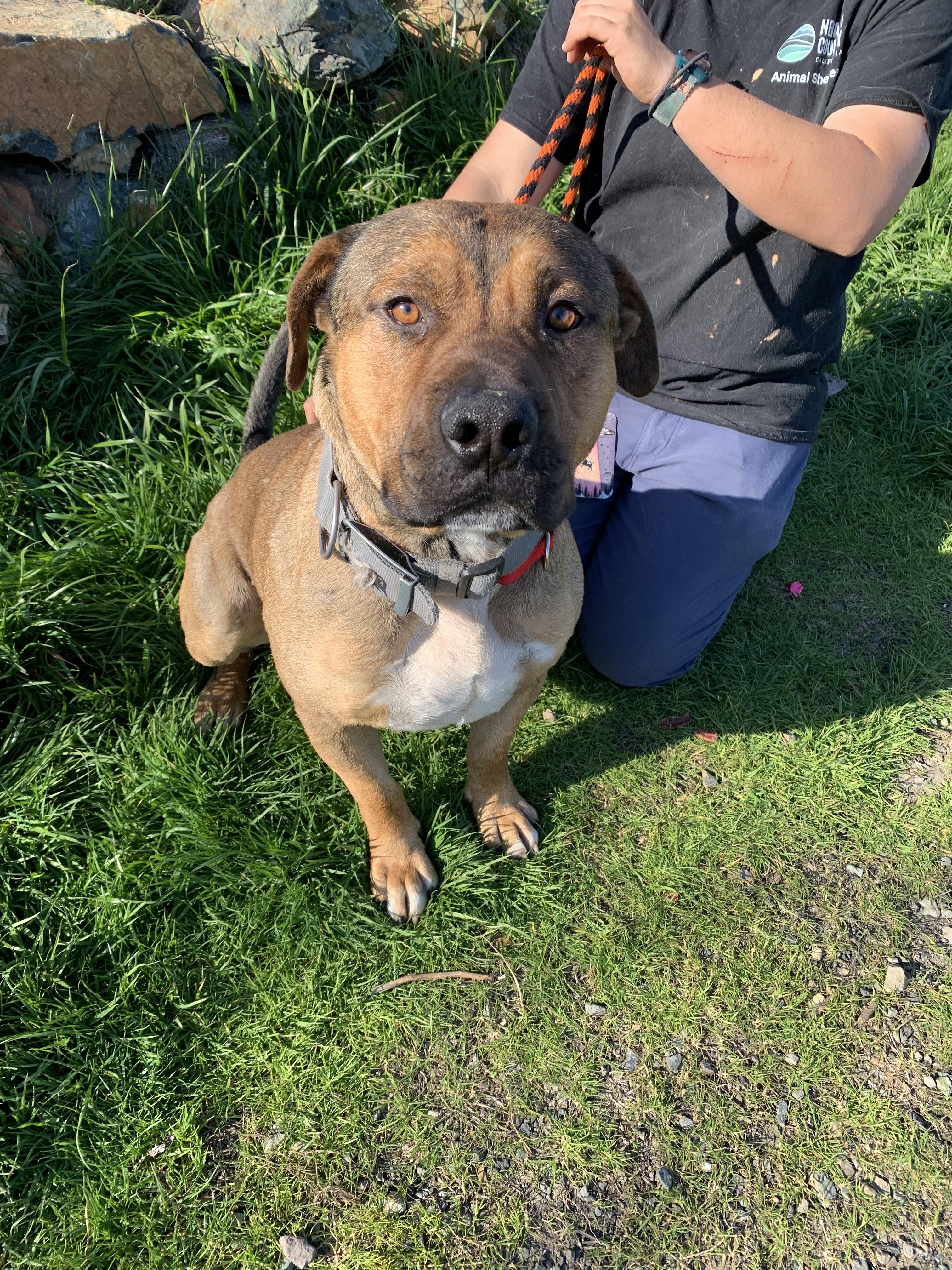 Enlarge Thor, a ADOPTABLE mixed breed in Grass Valley, CA image 2/5