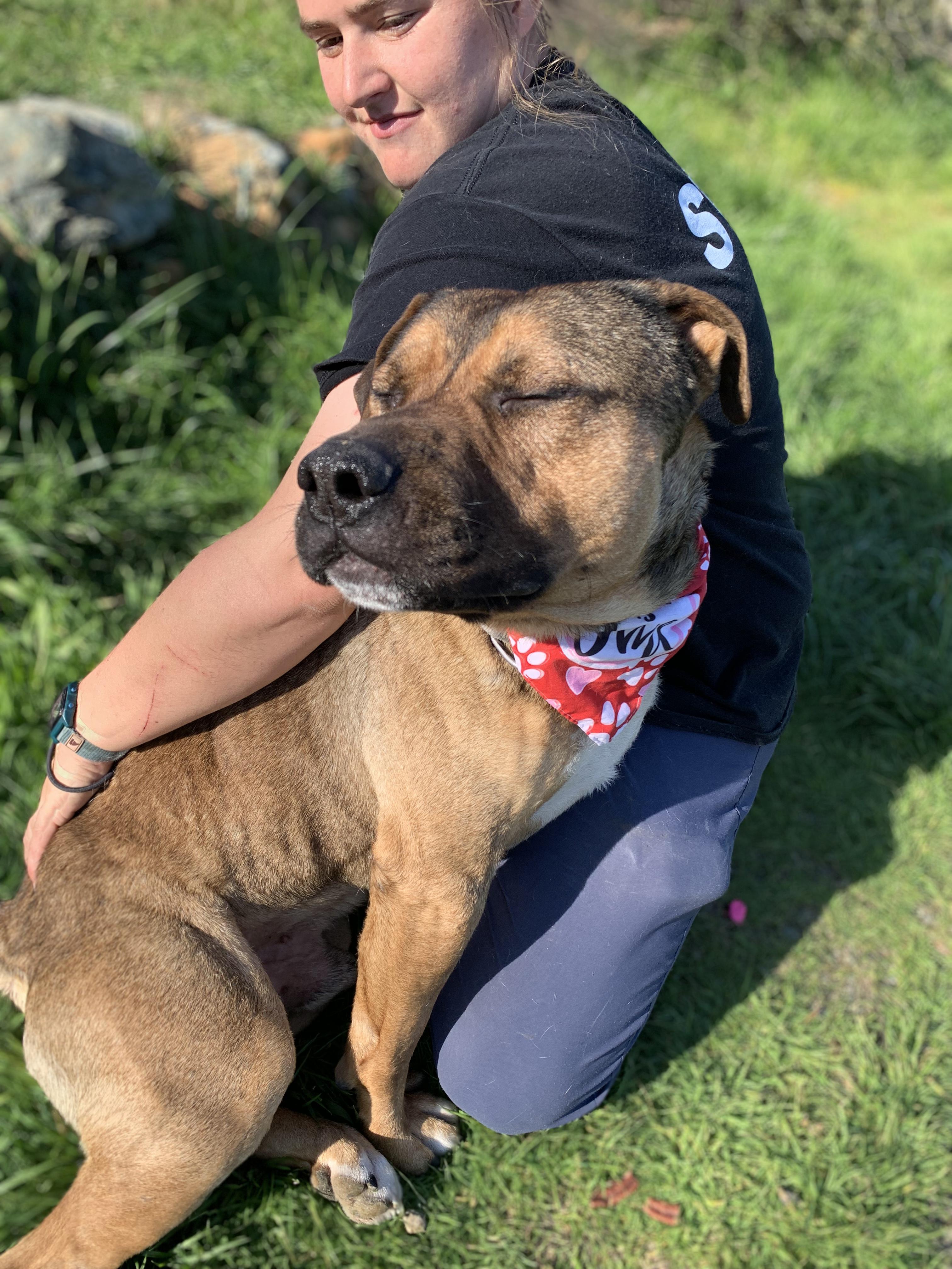 Enlarge Thor, a ADOPTABLE mixed breed in Grass Valley, CA image 4/5