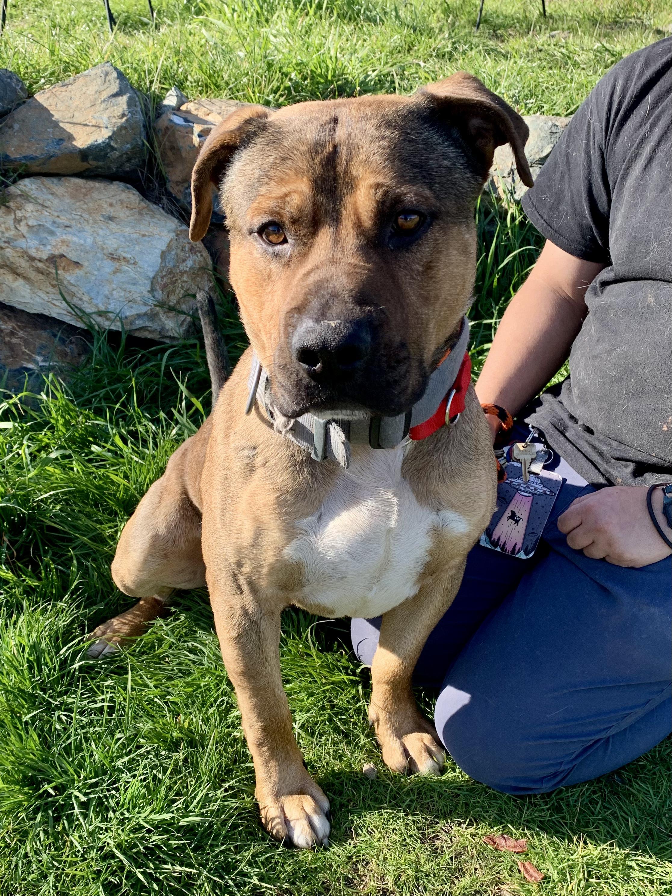 Enlarge Thor, a ADOPTABLE mixed breed in Grass Valley, CA image 1/5