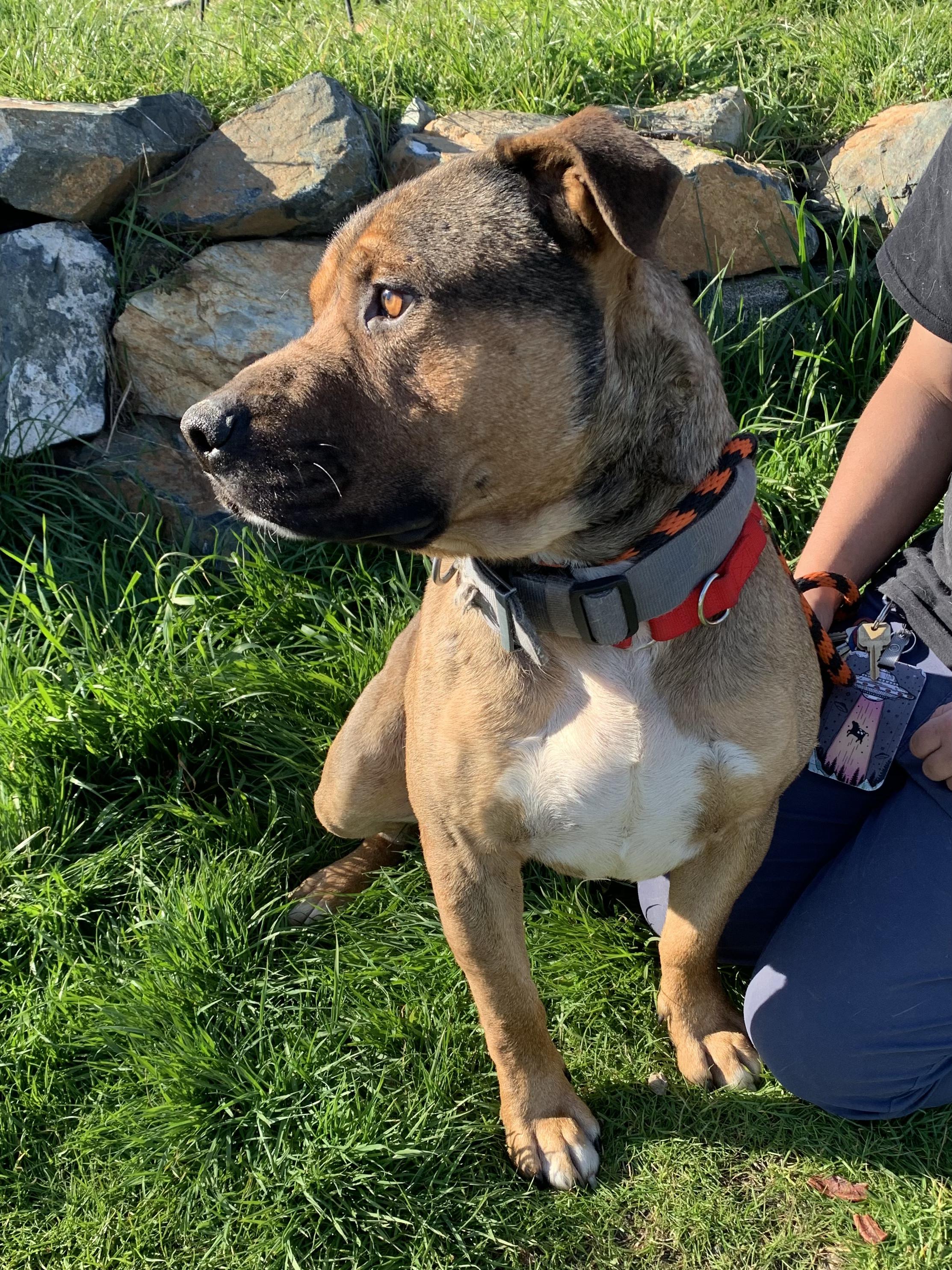 Enlarge Thor, a ADOPTABLE mixed breed in Grass Valley, CA image 5/5