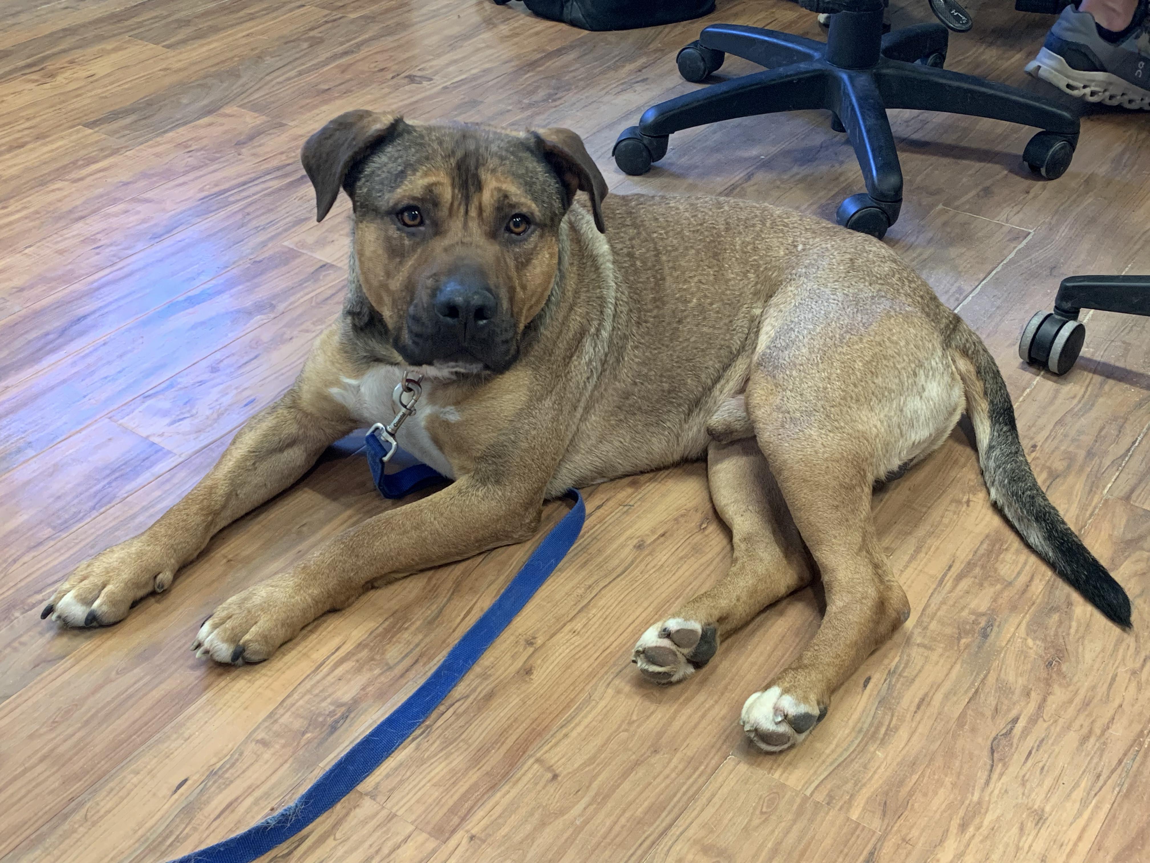 Enlarge Thor, a ADOPTABLE mixed breed in Grass Valley, CA image 2/6