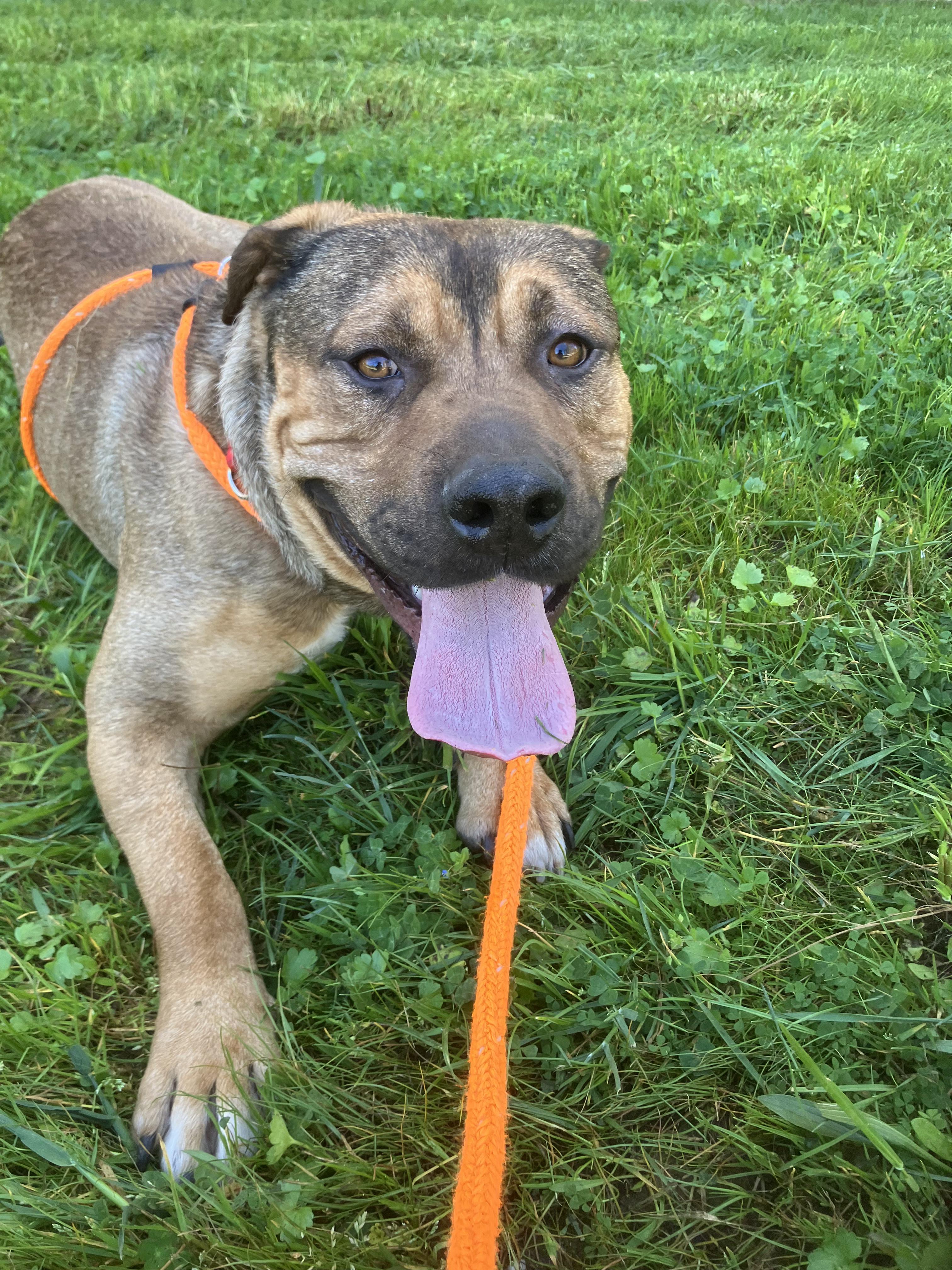 Enlarge Thor, a ADOPTABLE mixed breed in Grass Valley, CA image 1/6