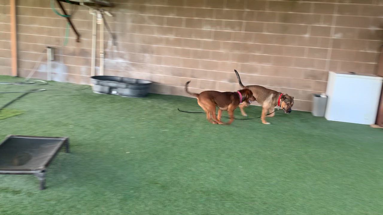 Enlarge Thor, a ADOPTABLE mixed breed in Grass Valley, CA video 6/6