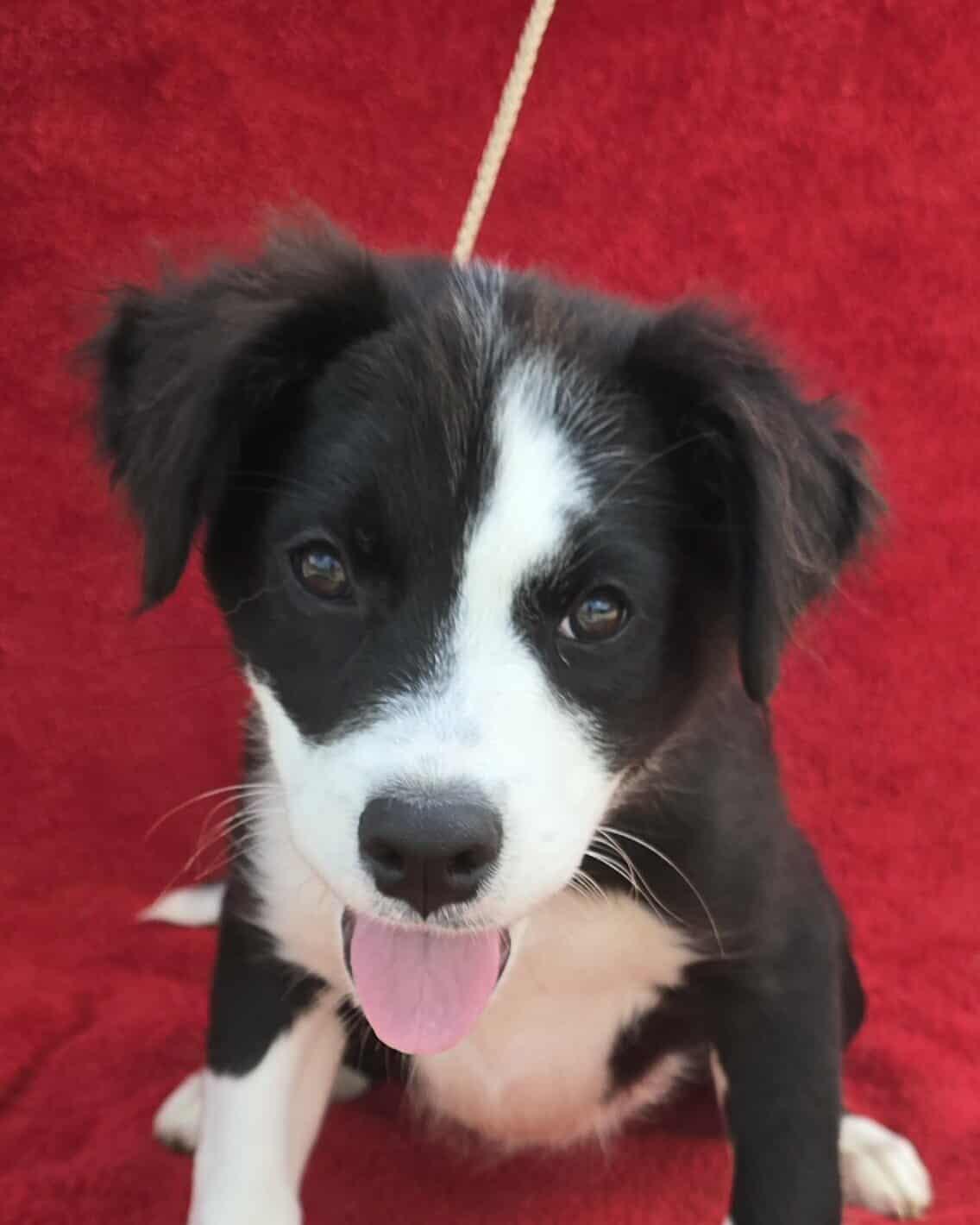 Meet Ali an 11 week old 22 pound as of 721 adorable Border Collie mix She is great with other