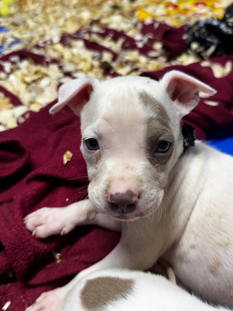 Enlarge Thor, a Adoptable Pit Bull Terrier in Charlotte, MI image 1/2