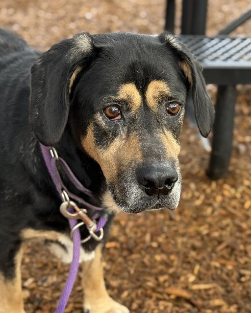 DUGAN, Adoptable, Senior Male Rottweiler & Mixed Breed.