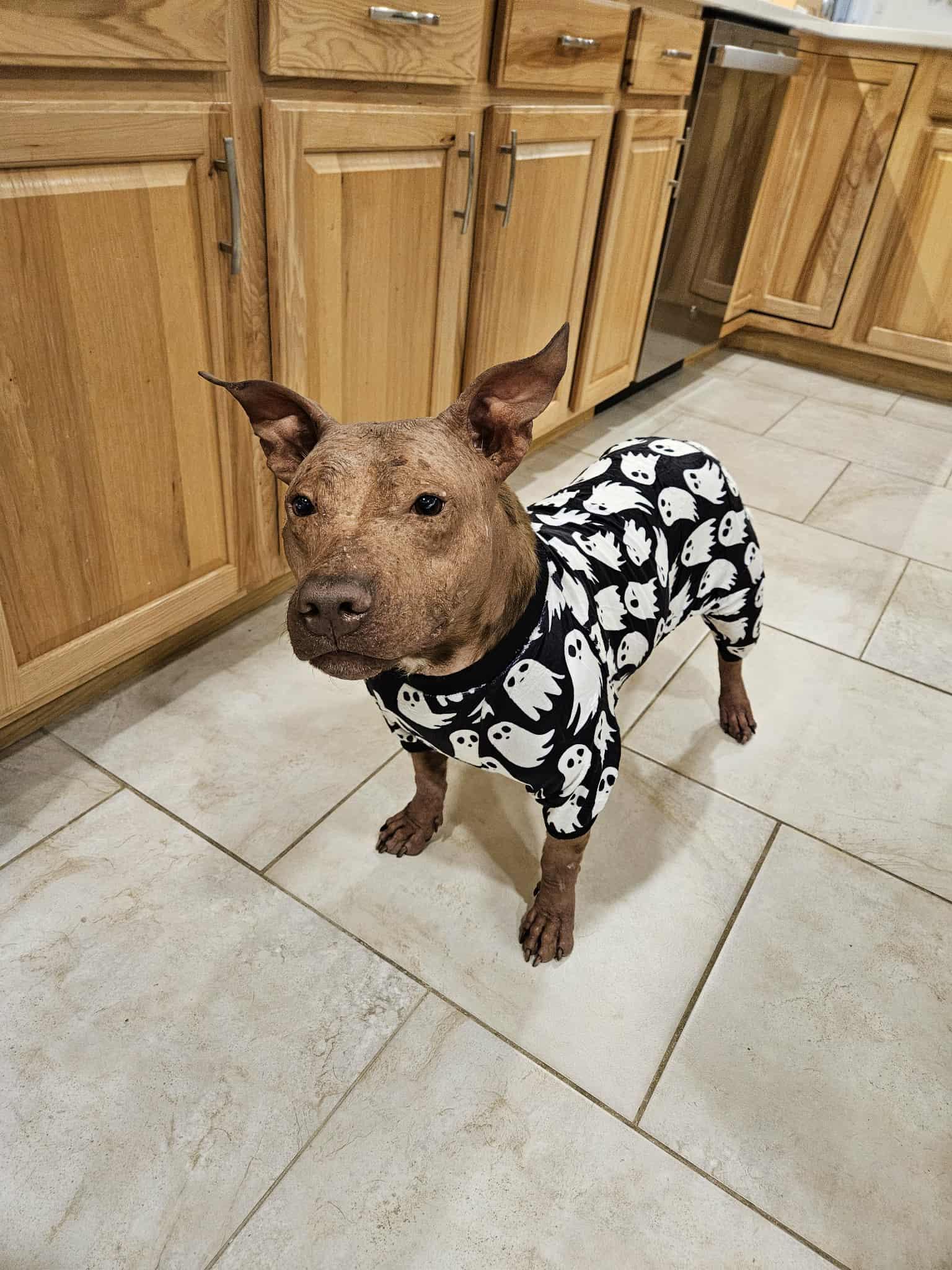 No fee! Hallie in NH! More info in Bio!, Adoptable, Adult Female Xoloitzcuintli / Mexican Hairless.