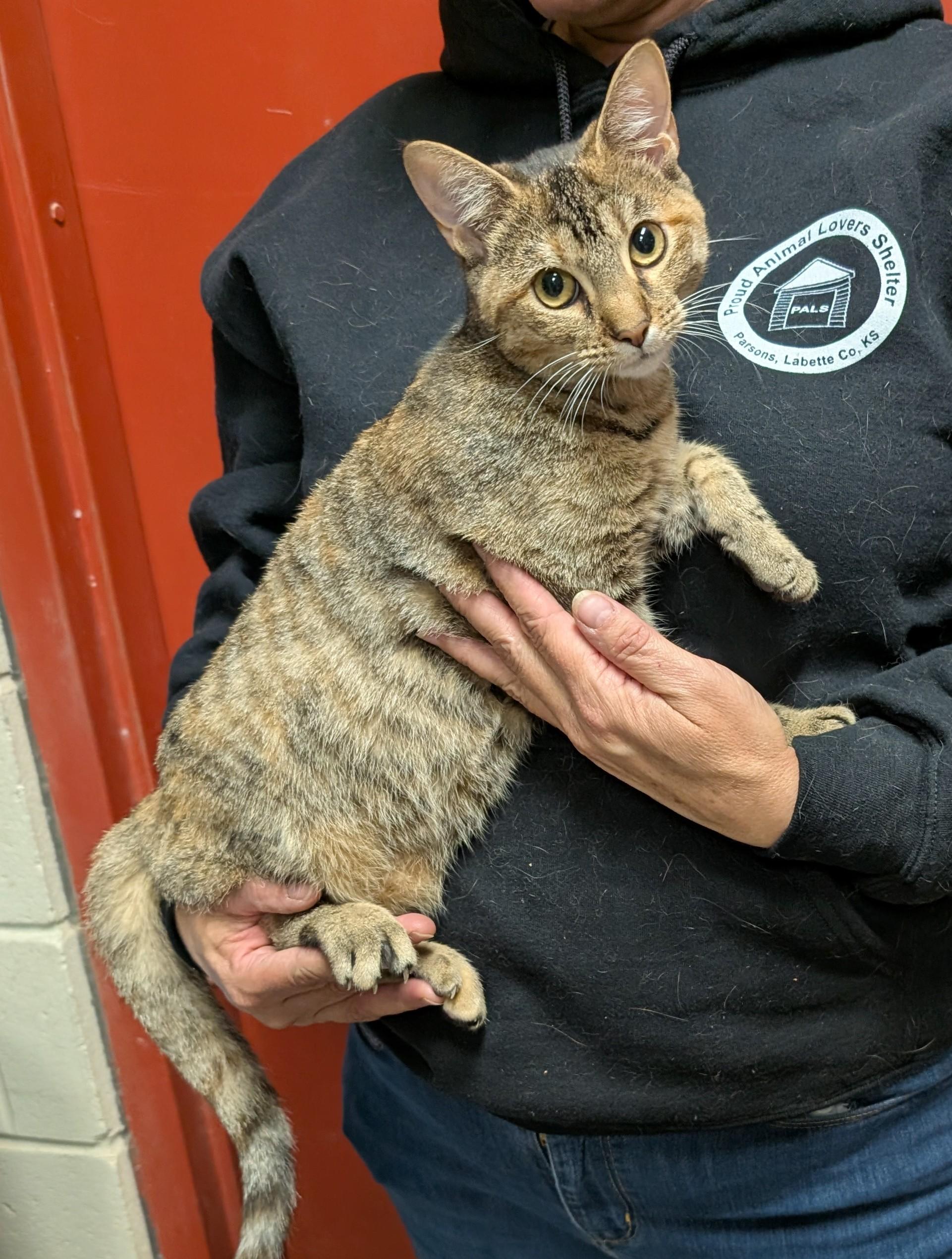Enlarge Taylor, an adopted Domestic Short Hair in Parsons, KS image 1/1