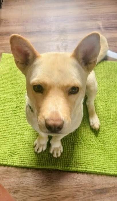 Enlarge Toast, a Adoptable mixed breed in Evergreen, CO image 3/6