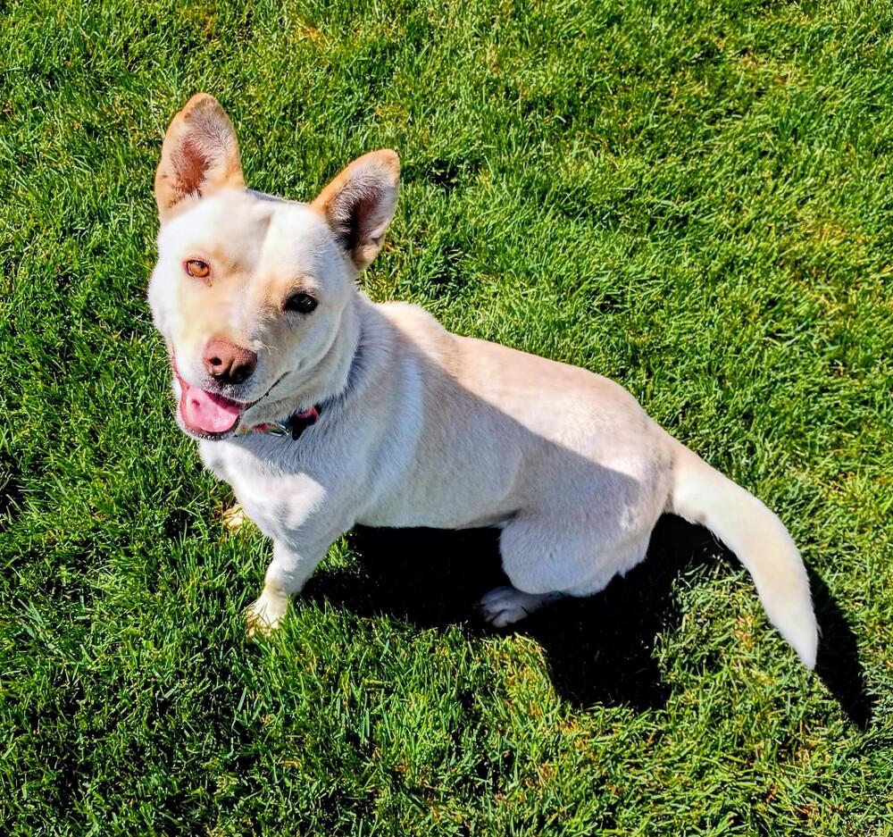 Enlarge Toast, a Adoptable mixed breed in Evergreen, CO image 4/6
