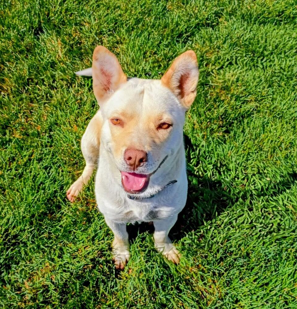 Toast, Adoptable, Adult Female Mixed Breed & Mixed Breed.