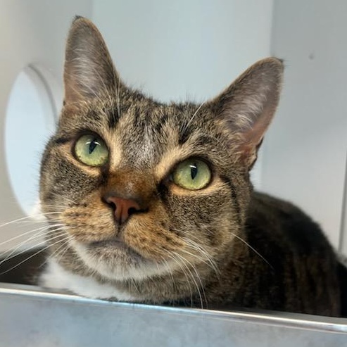 Enlarge Bon Bon (ID 51665), a ADOPTABLE Domestic Short Hair in Manassas, VA image 2/2