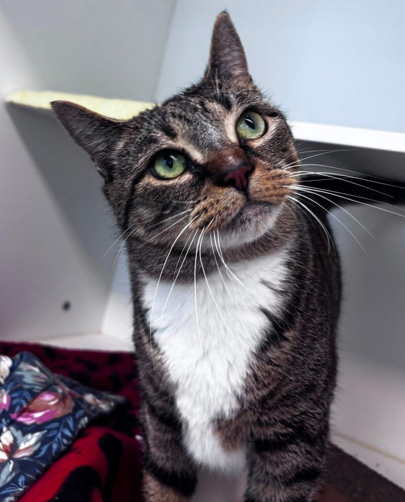 Bon Bon (ID 51665), ADOPTABLE, Adult Female Domestic Short Hair.