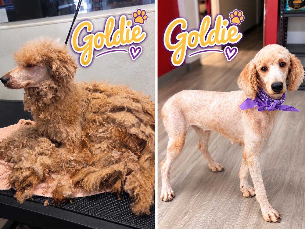 Goldie, Adoptable, Young Female Goldendoodle.