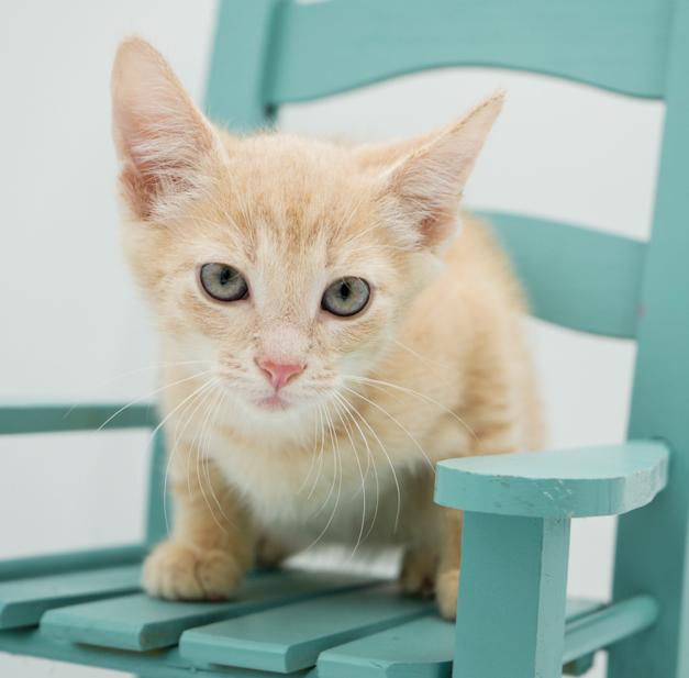 Berry is well... the best!  Tiny orange silly bff to all! Tabby Cat