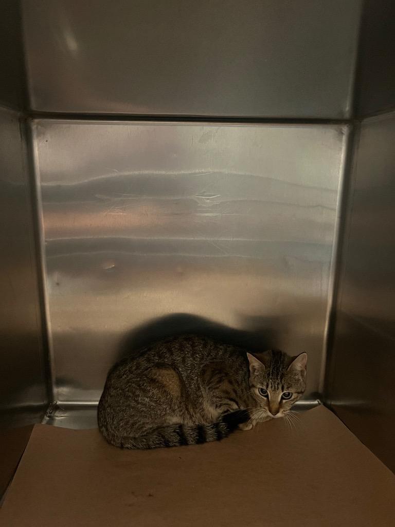 Bay-Ann, Adoptable, Young Female Domestic Short Hair.