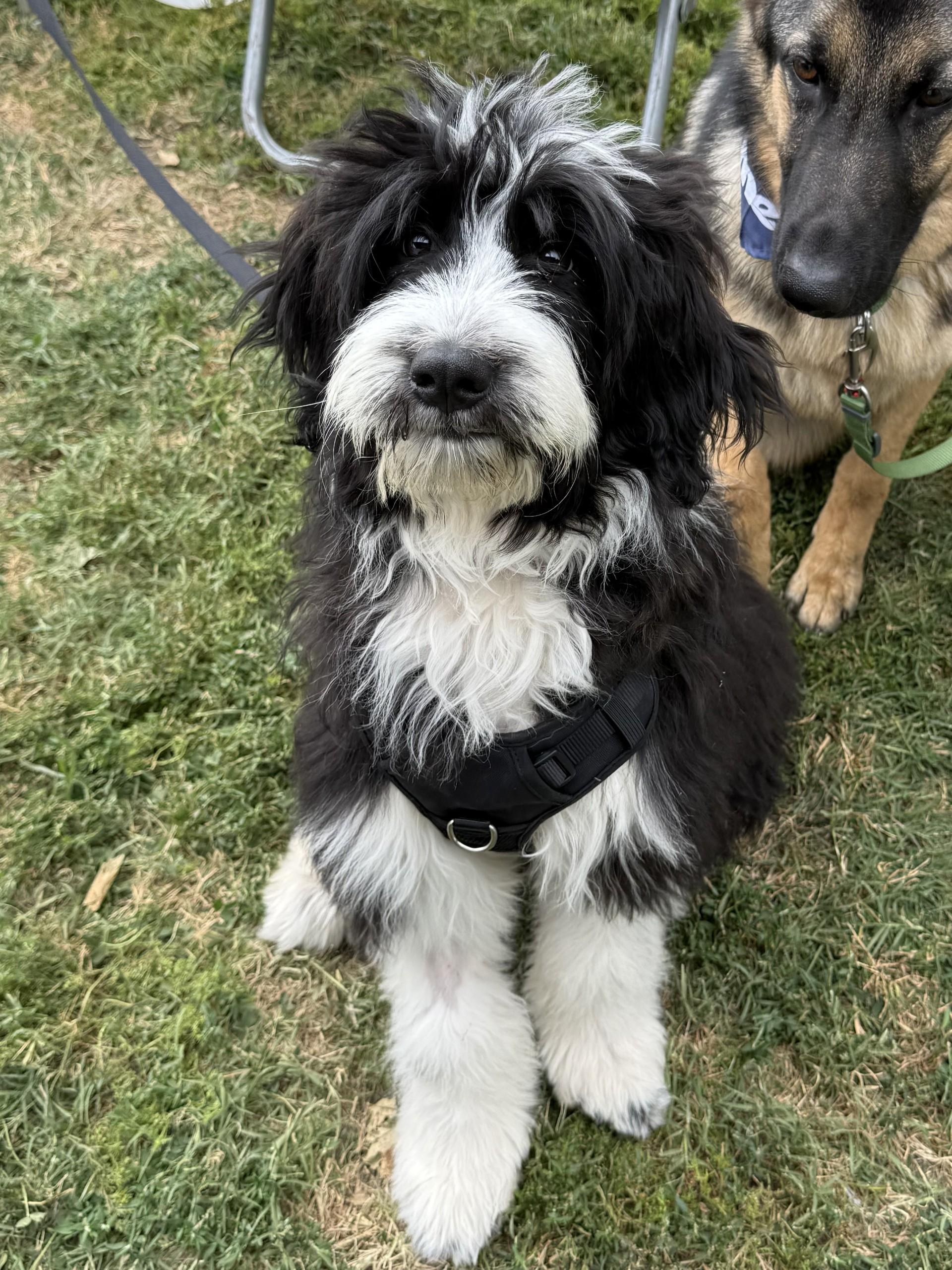 Snoopy Doodle, an adopted mixed breed in Los Alamitos, CA image 6/6