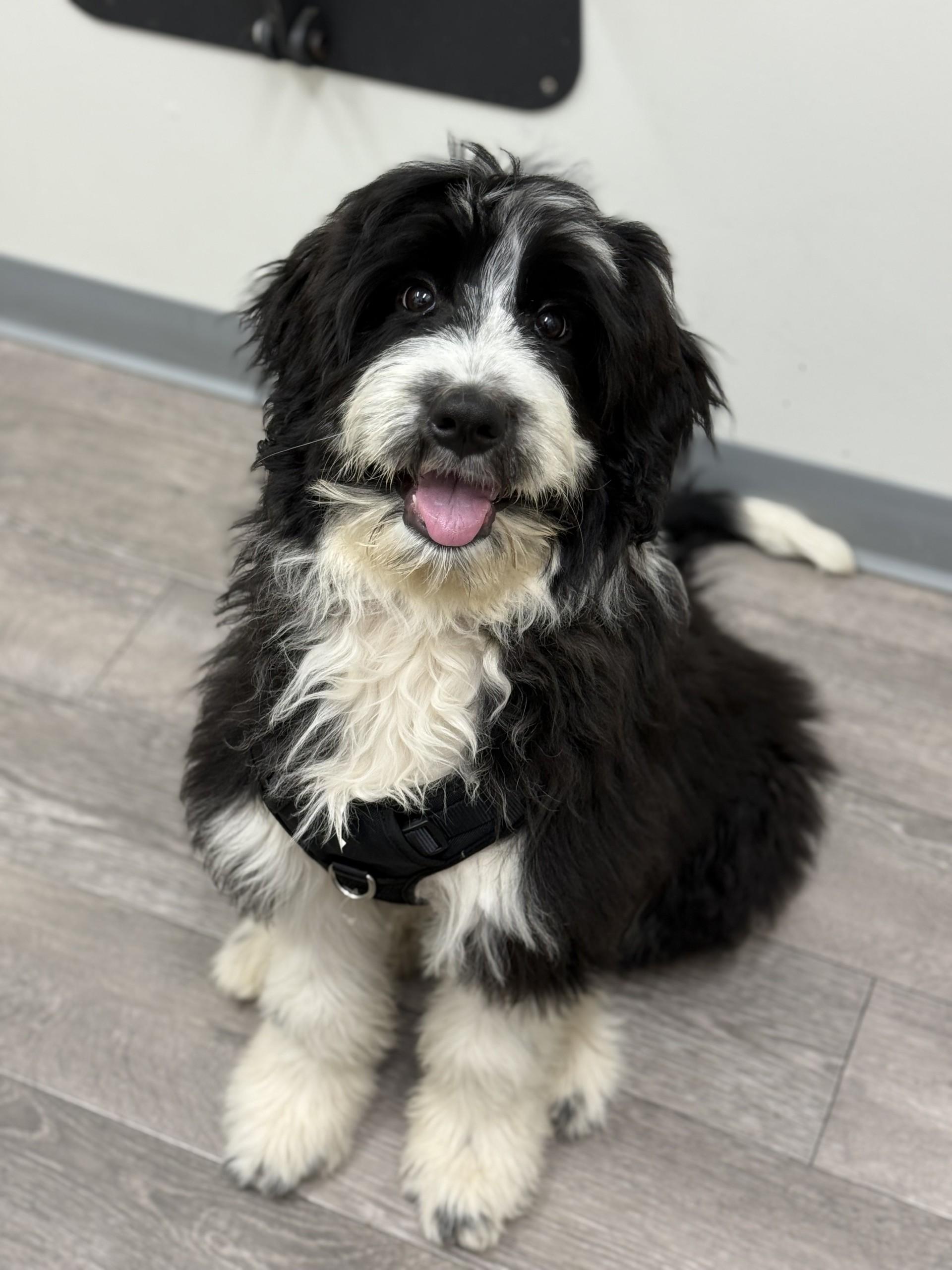 Snoopy Doodle, an adopted mixed breed in Los Alamitos, CA image 2/6