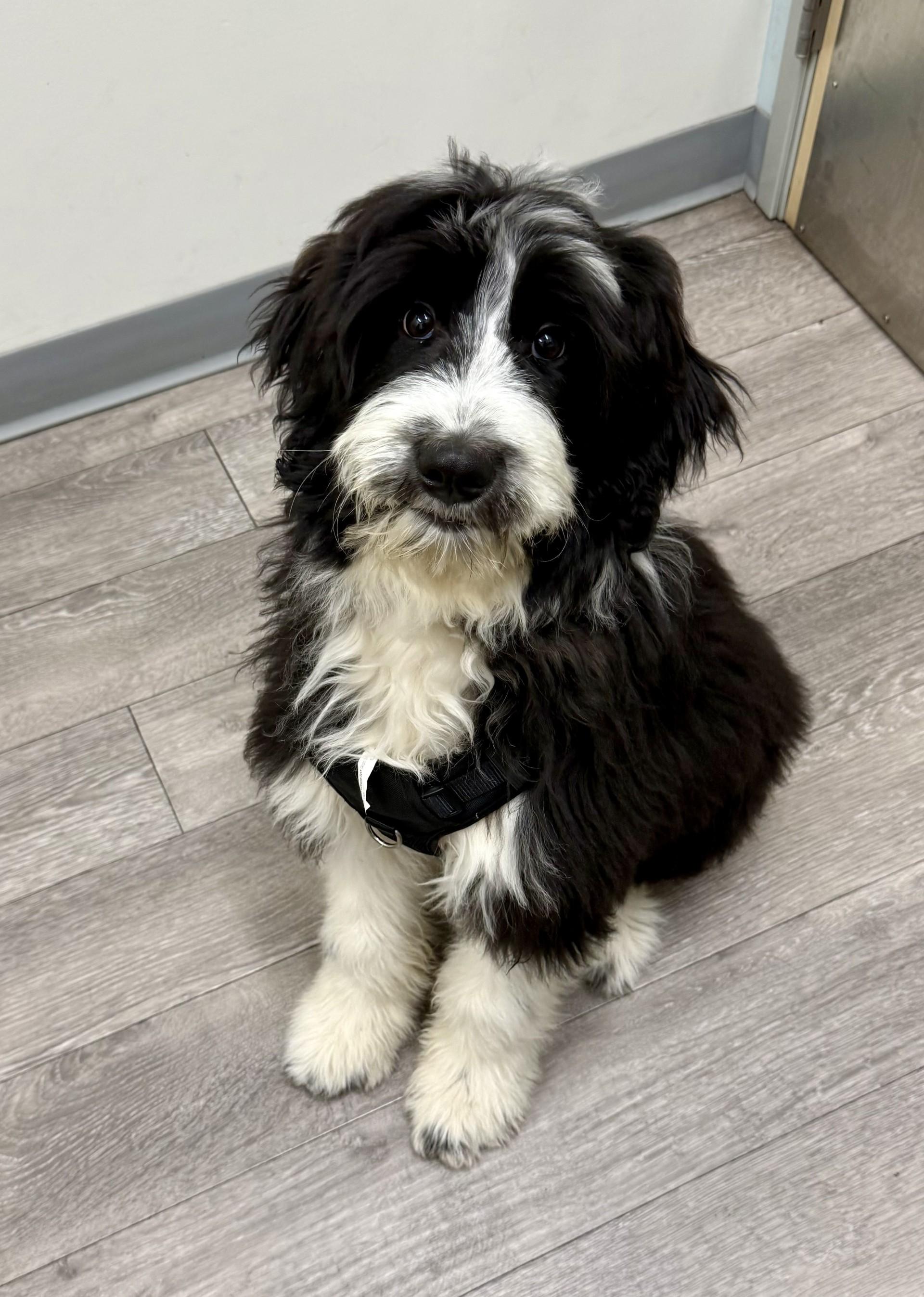 Snoopy Doodle, an adopted mixed breed in Los Alamitos, CA image 4/6