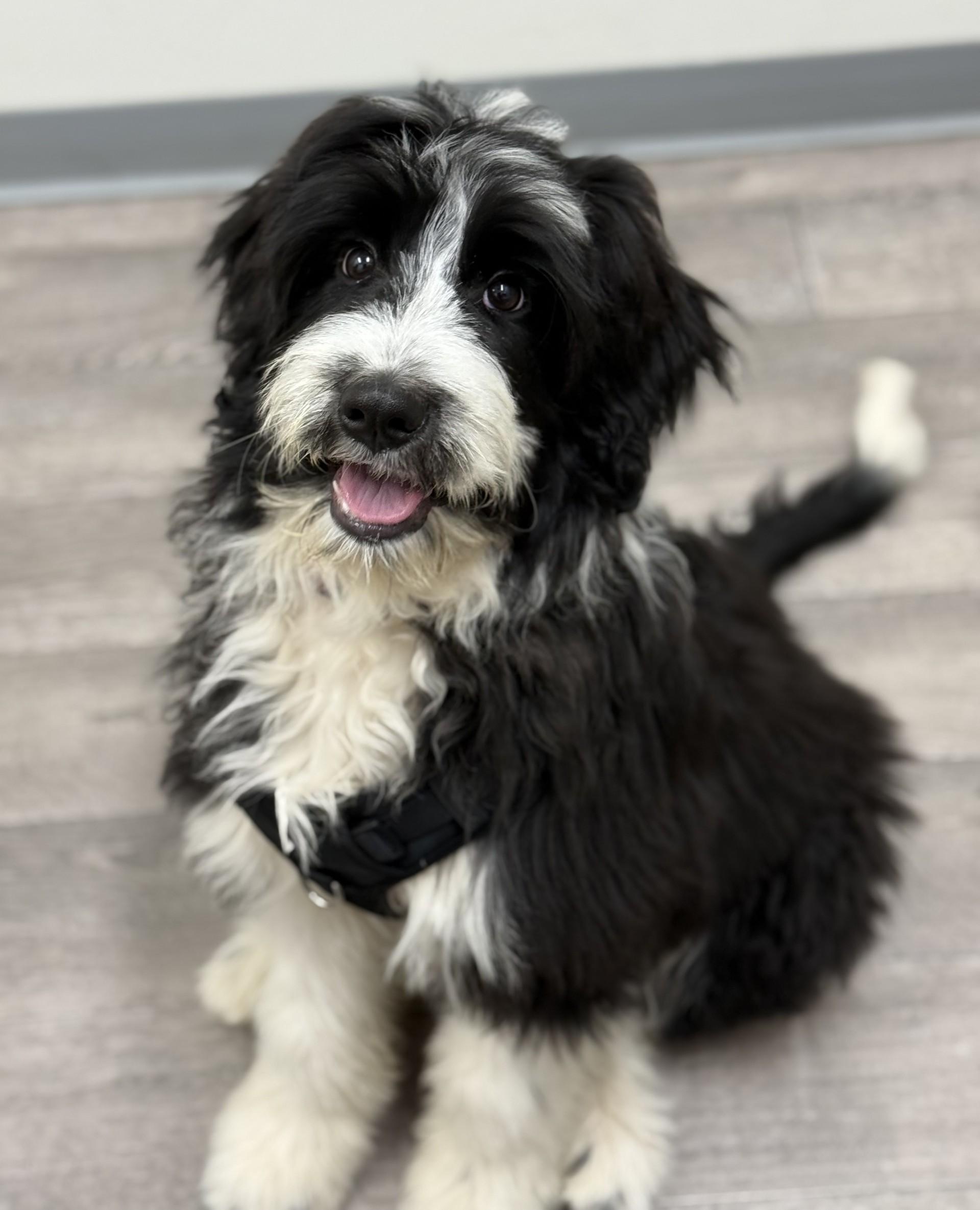 Snoopy Doodle - Adopted | Petfinder