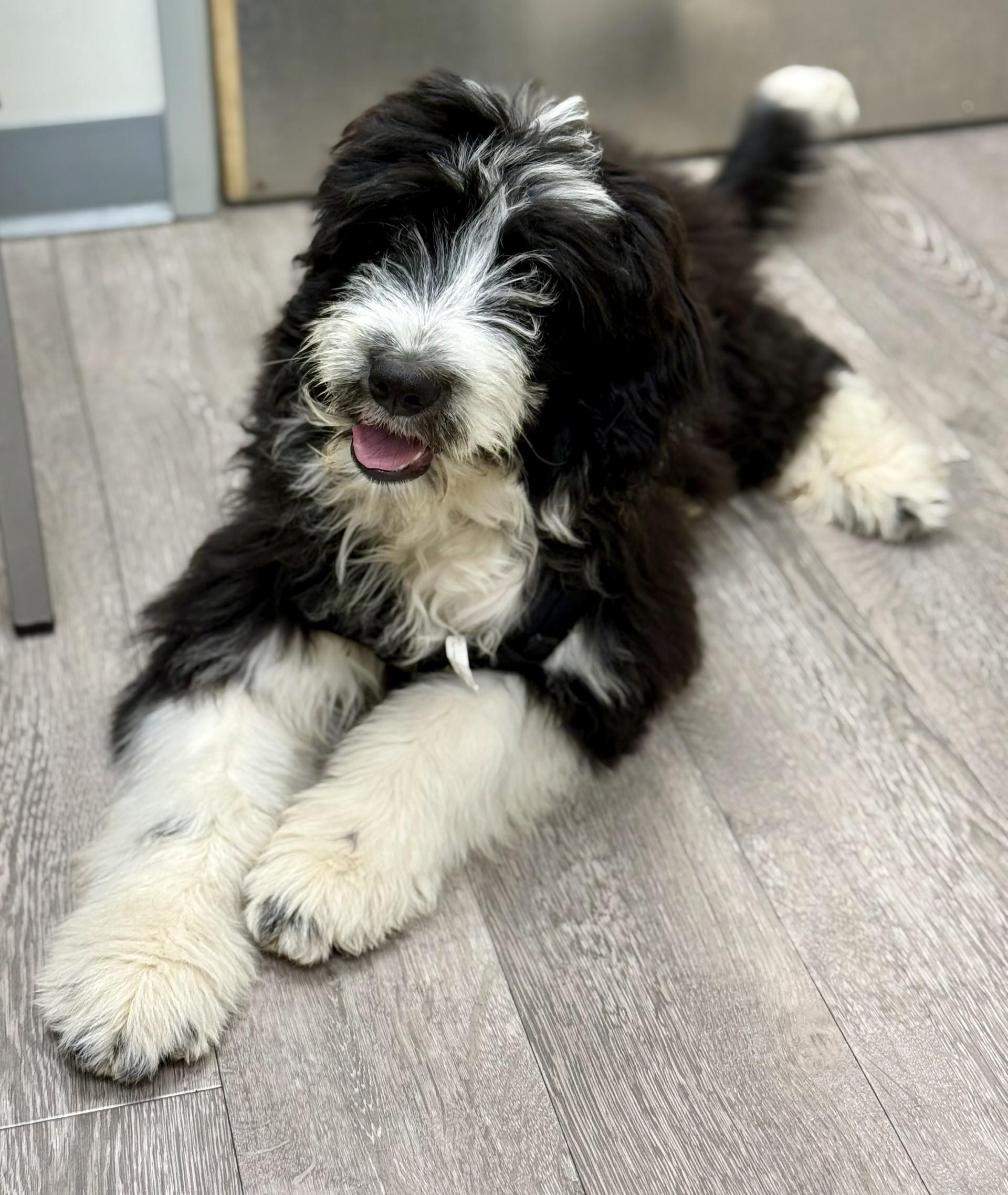 Snoopy Doodle, an adopted mixed breed in Los Alamitos, CA image 5/6