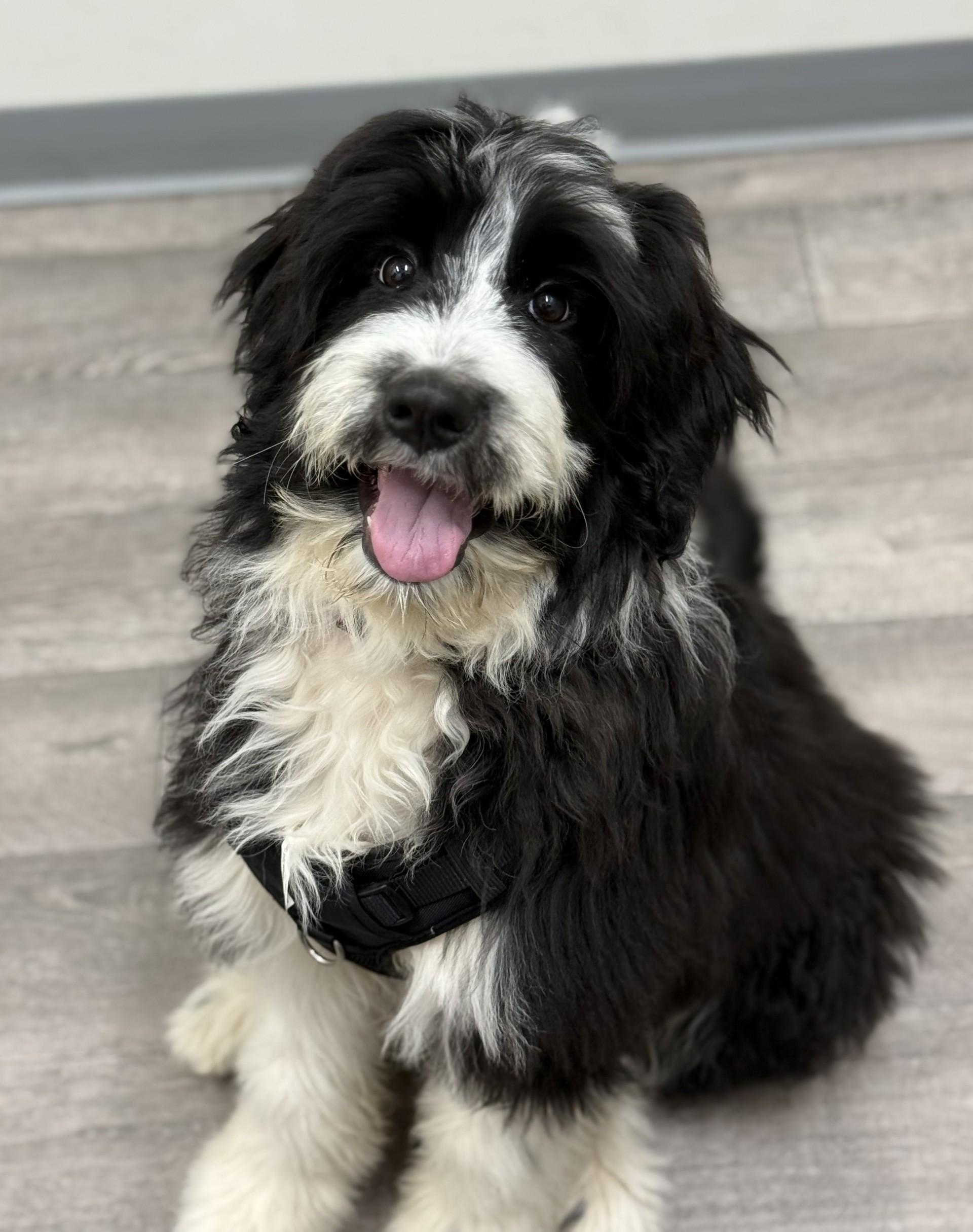 Snoopy Doodle, an adopted mixed breed in Los Alamitos, CA image 1/6