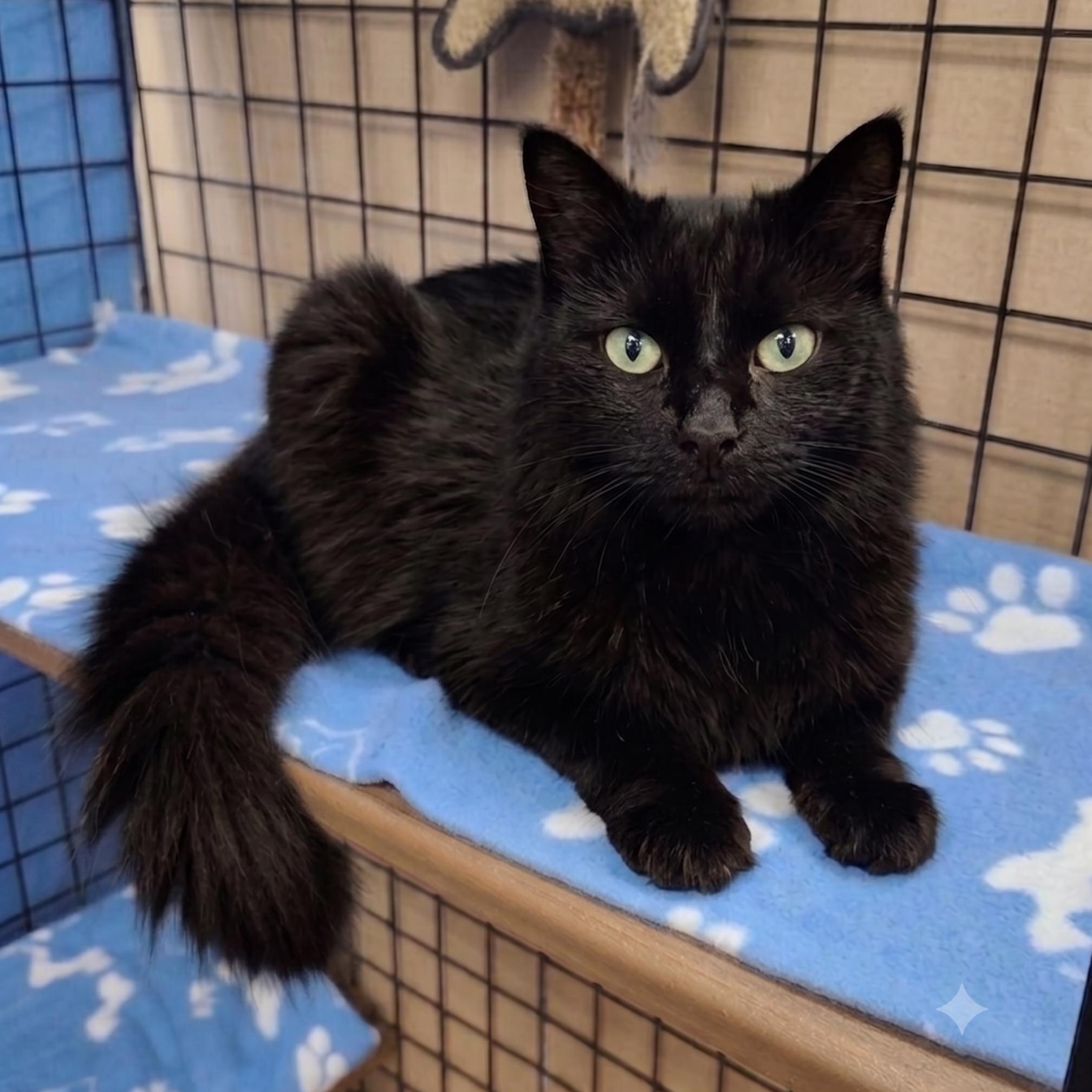 Enlarge Shadow (Come Visit Me at Pet Valu - Port Union at 5534 Lawrence Ave E, Scarborough, ON, a ADOPTABLE Domestic Medium Hair in Scarborough, ON image 1/1