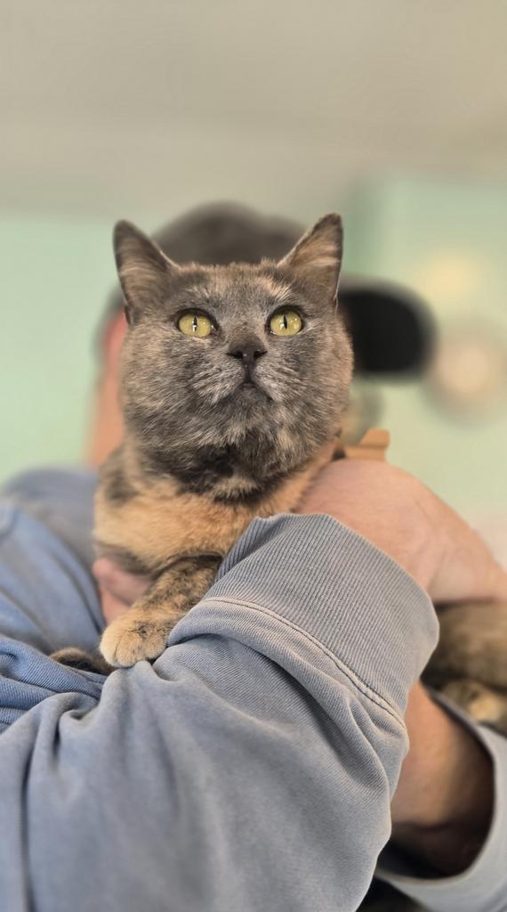 Enlarge Sandy Cheeks, a Adoptable mixed breed in Athens, OH image 1/1