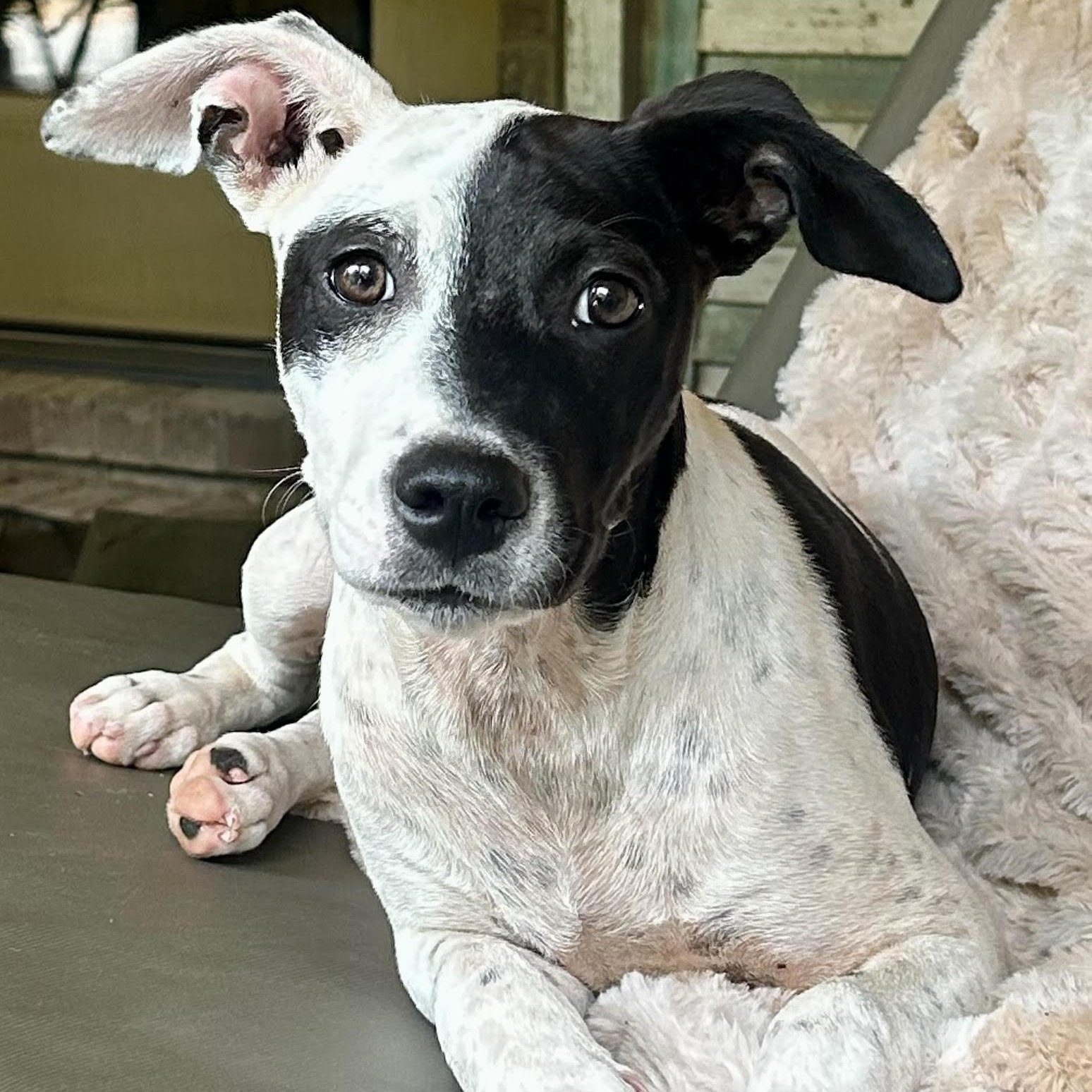 Enlarge Lucy, a ADOPTABLE mixed breed in Water Valley, MS image 1/3