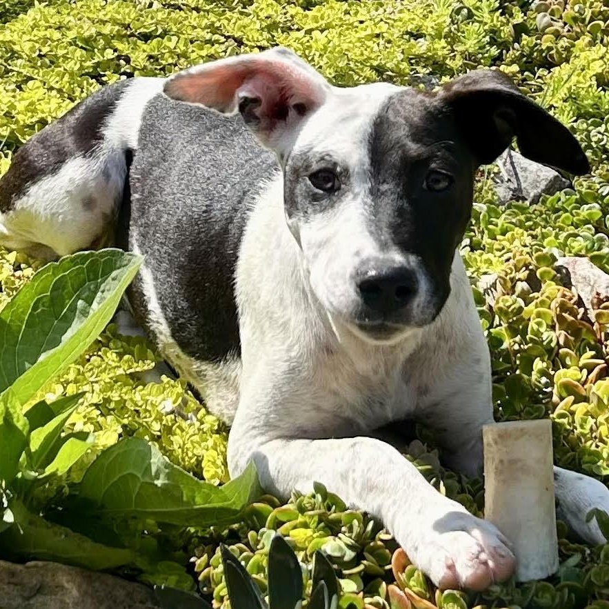 Enlarge Lucy, a ADOPTABLE mixed breed in Water Valley, MS image 2/3