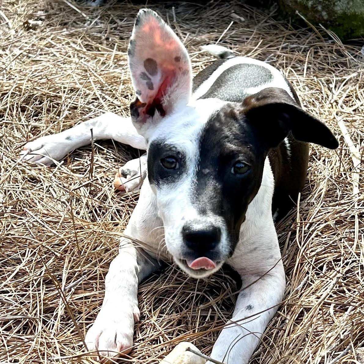 Enlarge Lucy, a ADOPTABLE mixed breed in Water Valley, MS image 3/3