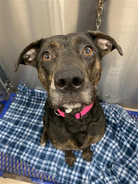 Enlarge TIANA ROSE, a Adoptable mixed breed in Fairbanks, AK image 1/1