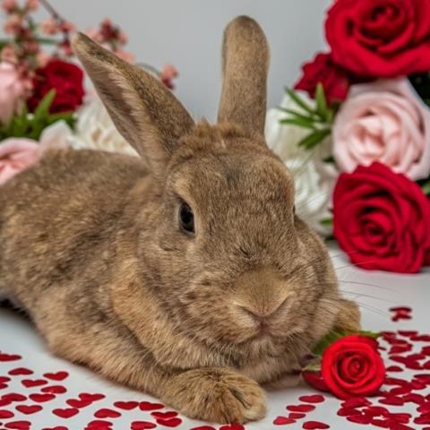 Enlarge TOOTSIE ROLL, a Adoptable Bunny Rabbit in Clinton Township, MI image 1/1