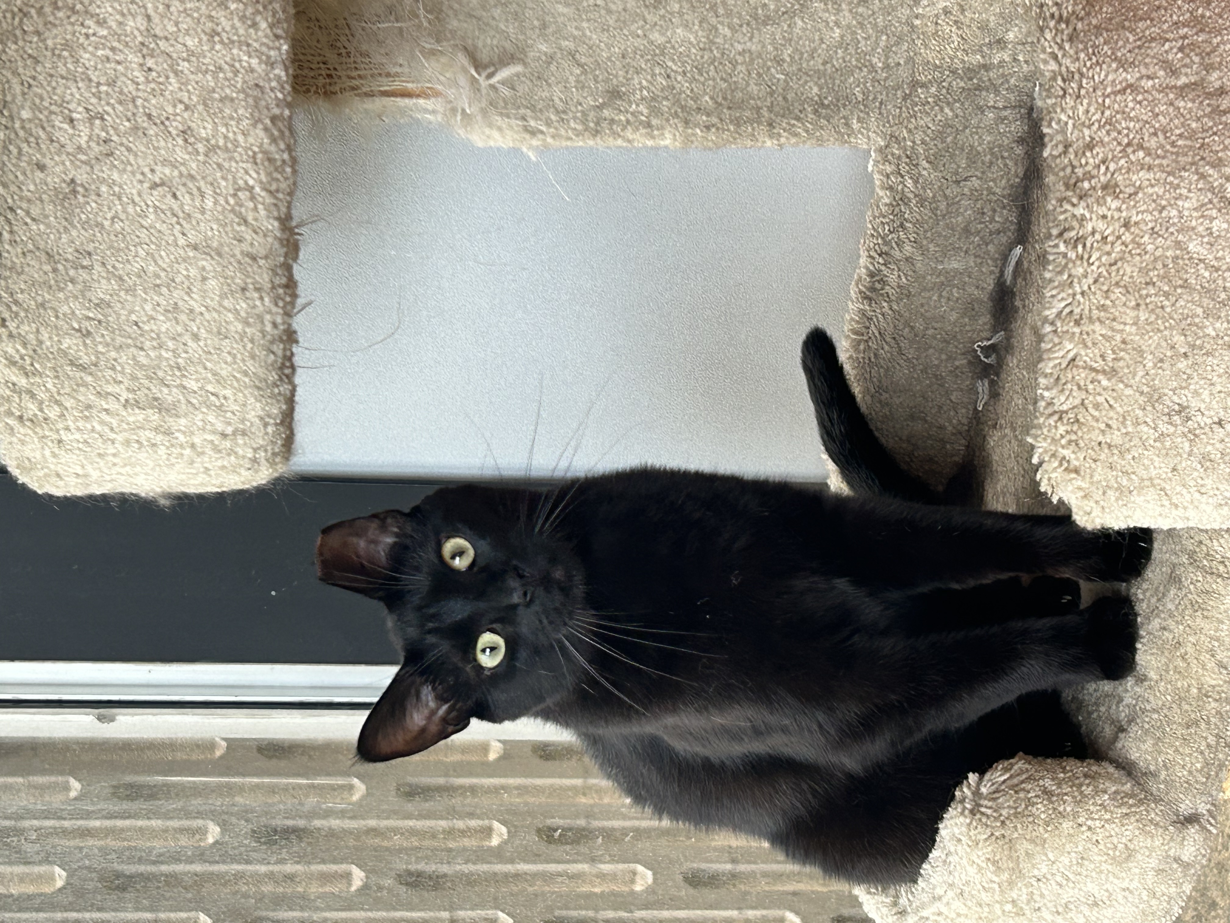 Cat for adoption - Alana and Maisie (Bonded pair), a Bombay