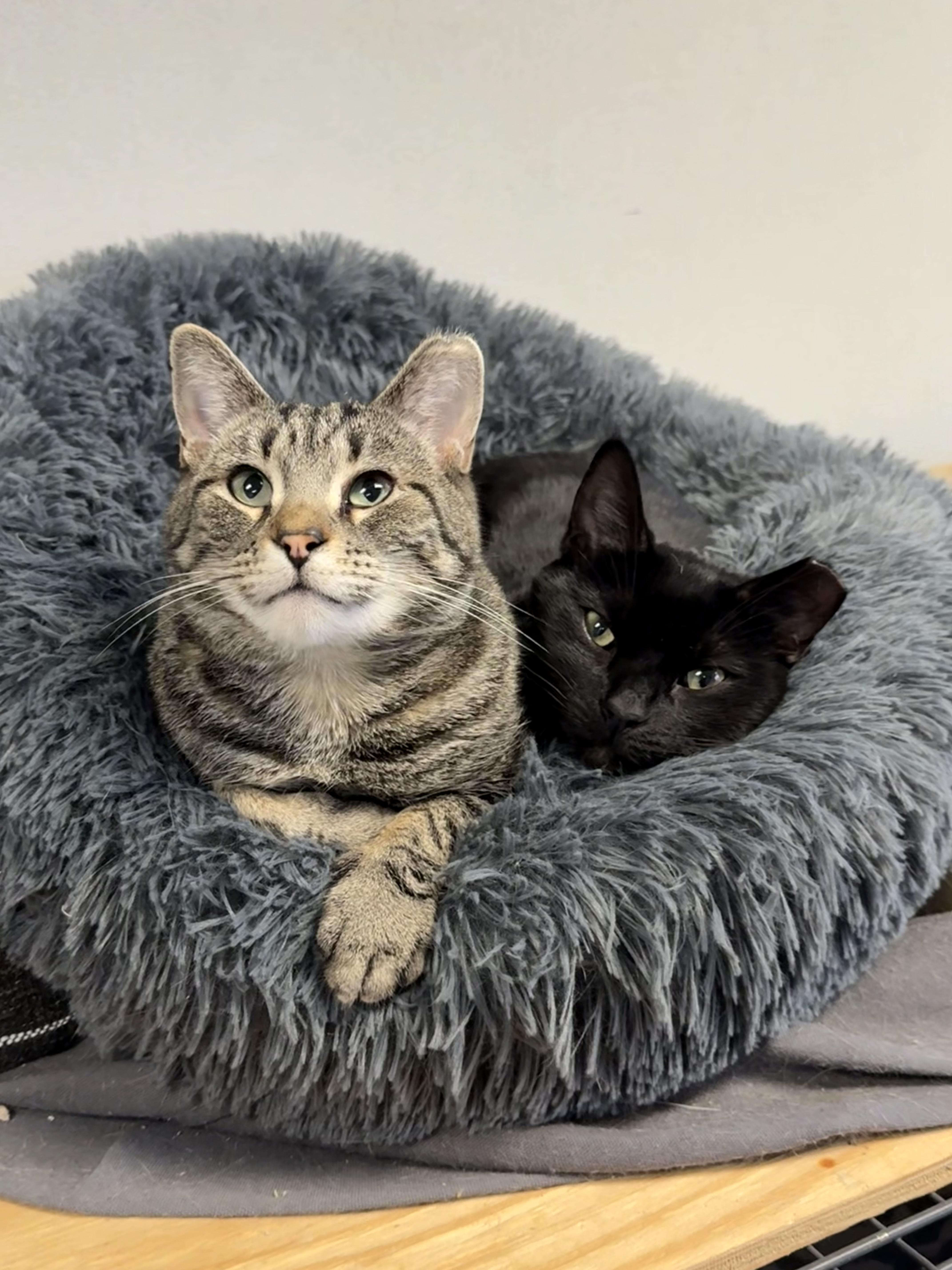 Enlarge Alana Bananas, a Adoptable mixed breed in Oak Park, MI image 3/5