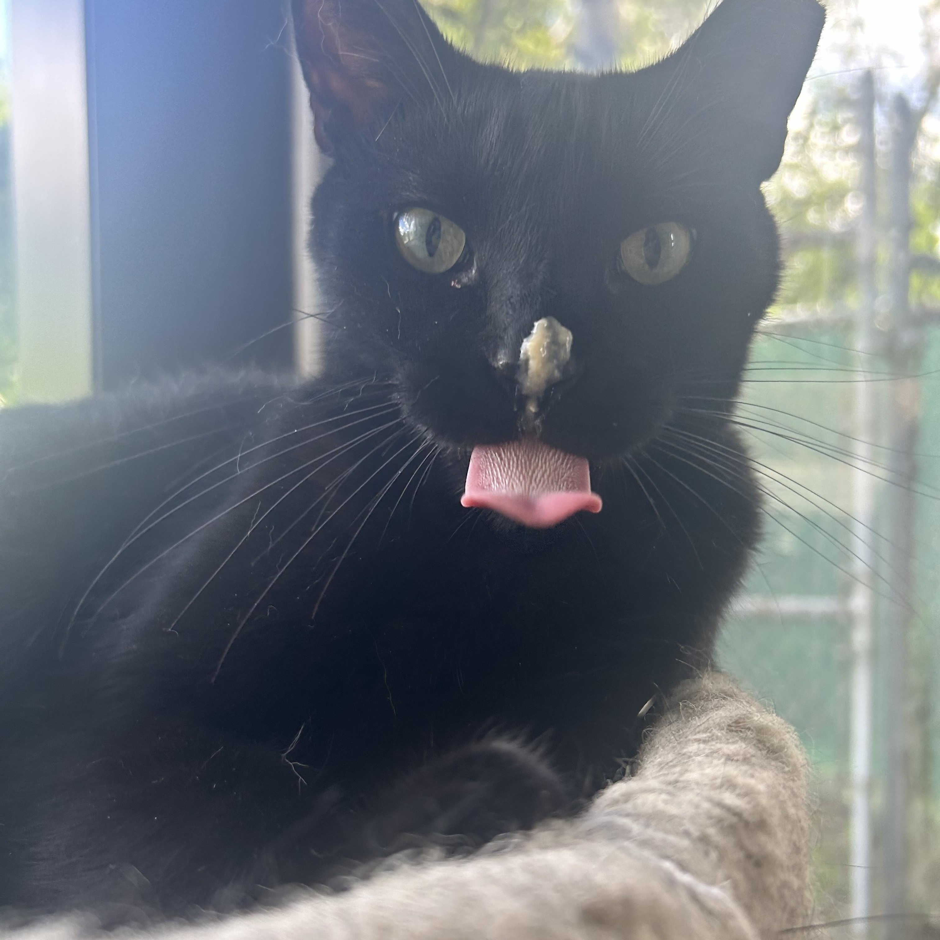 Alana Bananas, Adoptable, Adult Female Bombay & Domestic Short Hair.