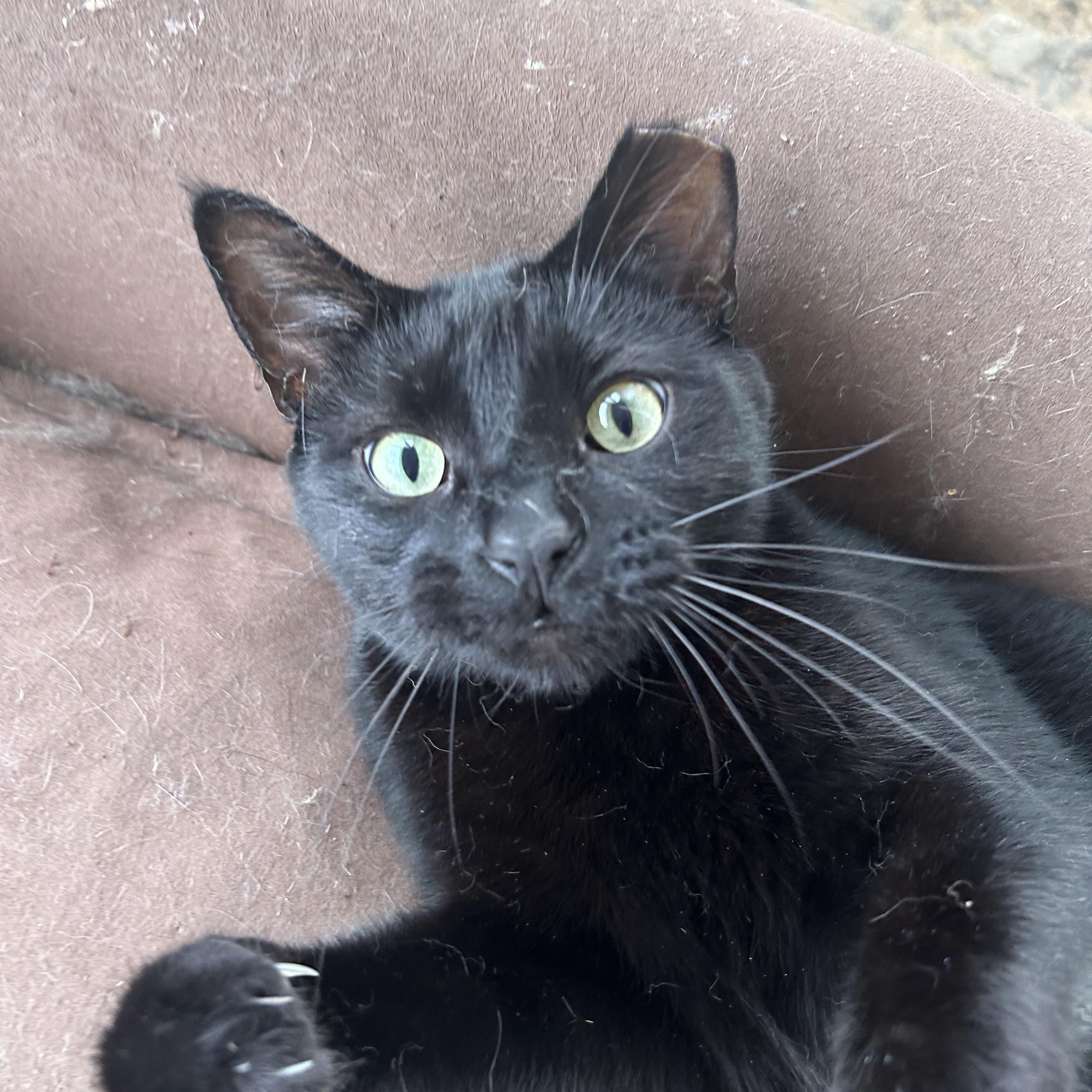 Alana Bananas, an adoptable Bombay, Domestic Short Hair in Oak Park, MI, 48237 | Photo Image 1