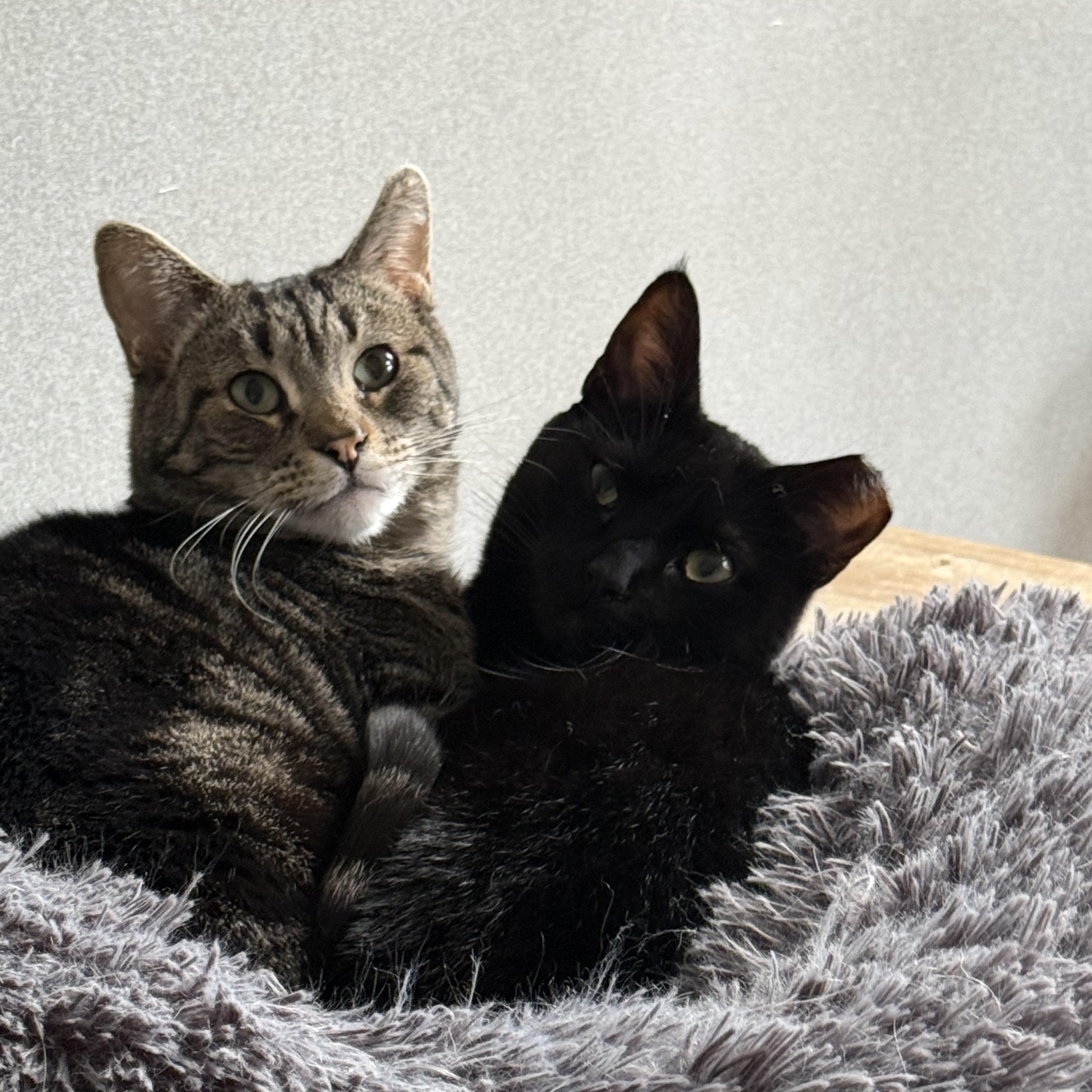 family cats　0728 Cat for adoption - Alana and Maisie (Bonded pair), a Bombay